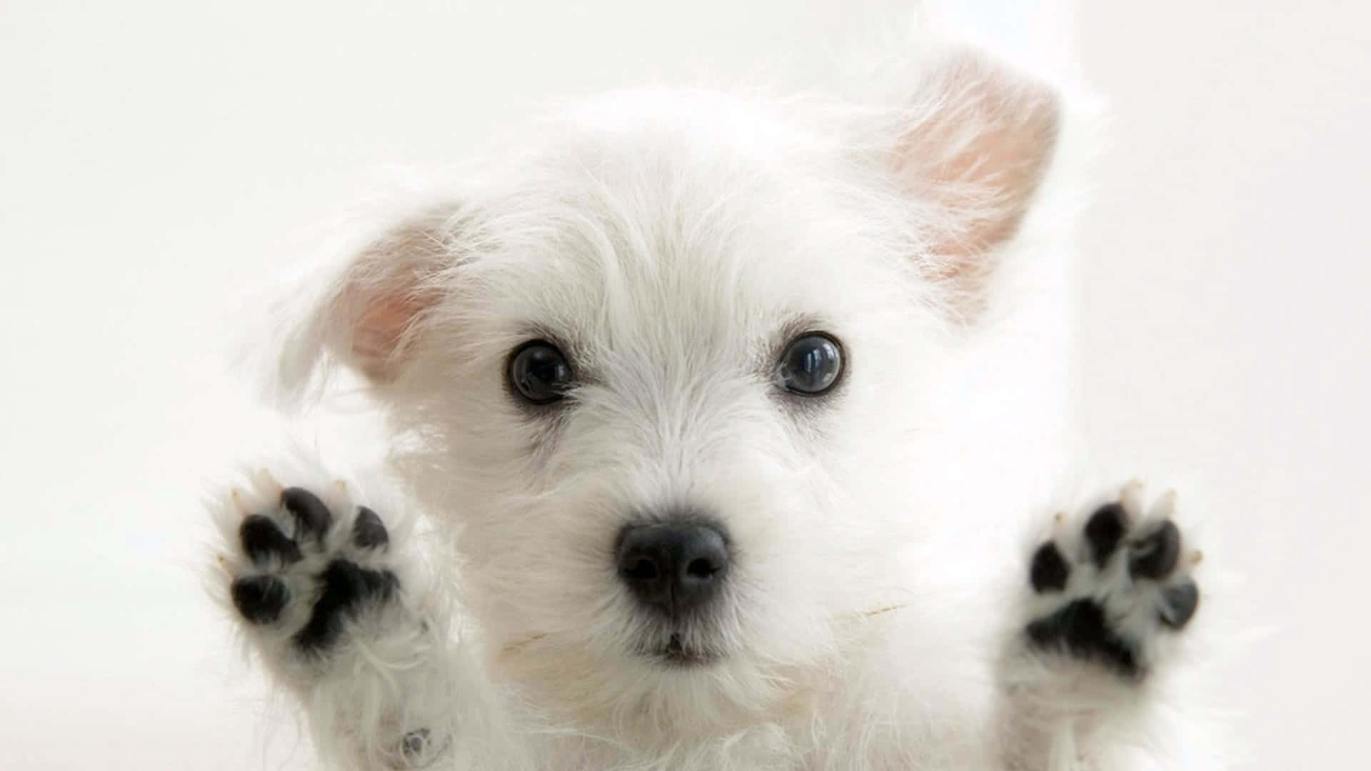 white puppy, dark eyes, paws raised, Full HD Desktop Wallpaper