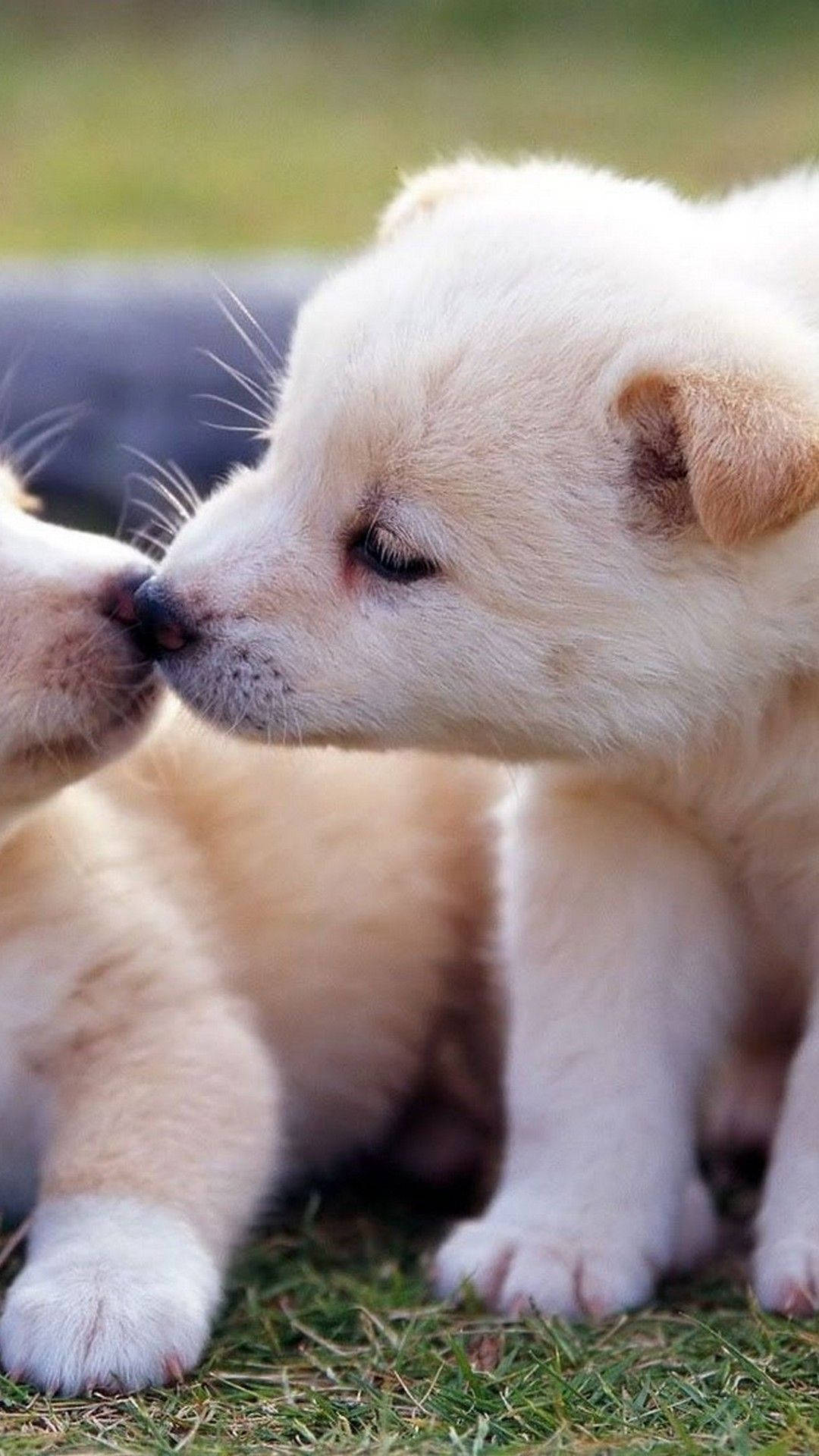 puppies, cream-colored, green grass, Full HD Phone Wallpaper