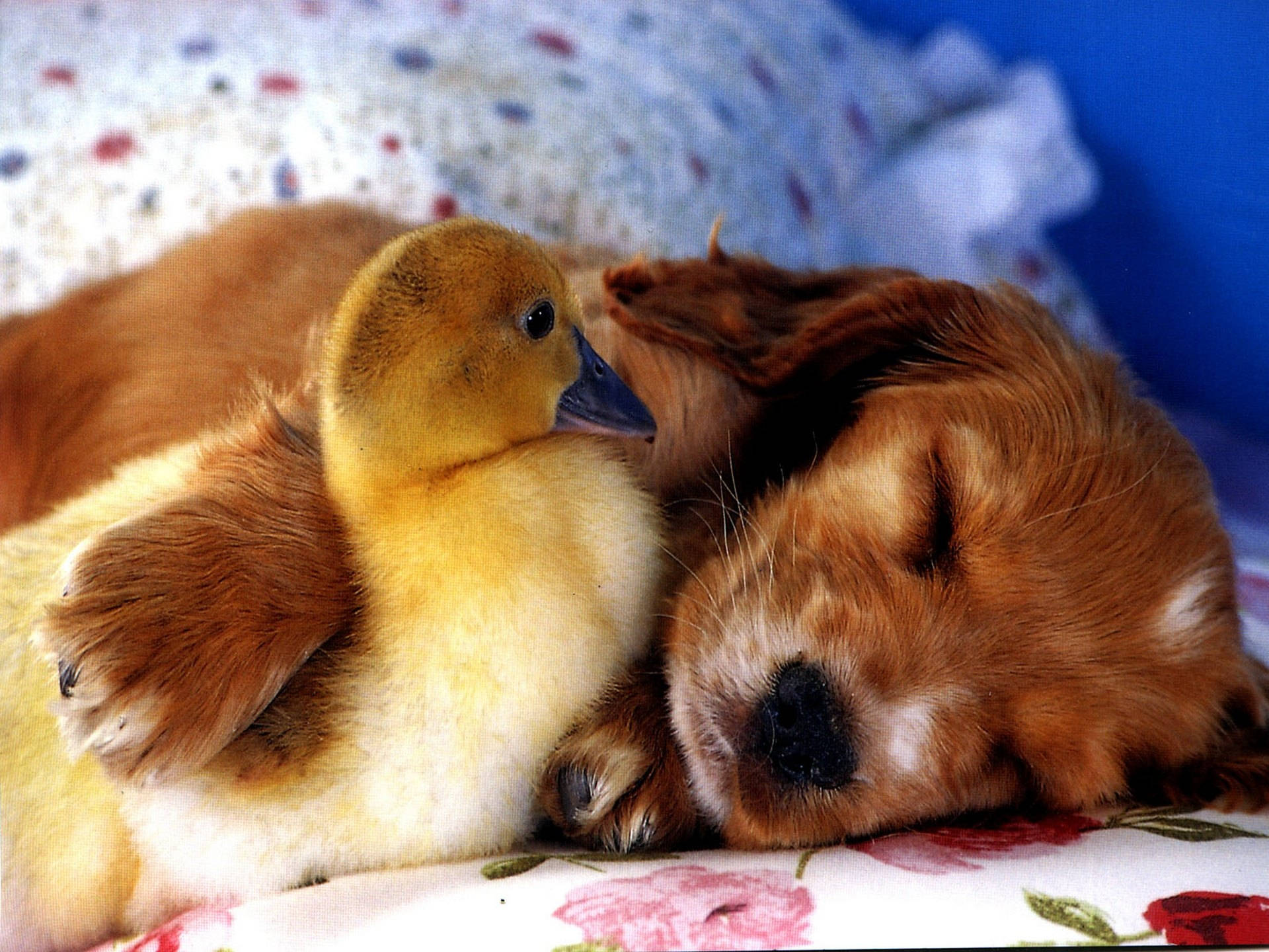 golden retriever, fluffy yellow gosling, floral blanket, Full HD Desktop Wallpaper