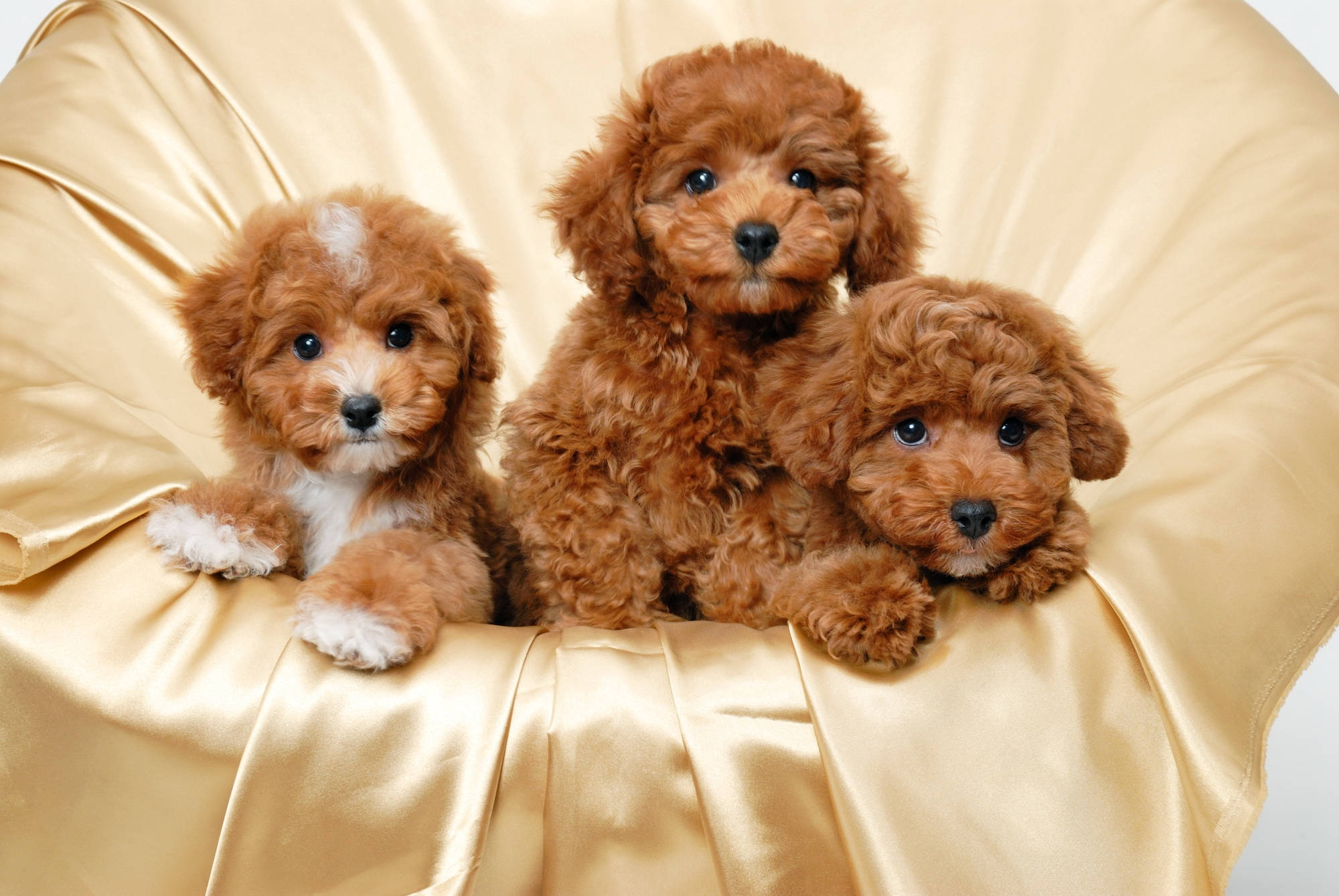 poodle puppies, fluffy brown, dark eyes, Full HD Desktop Wallpaper