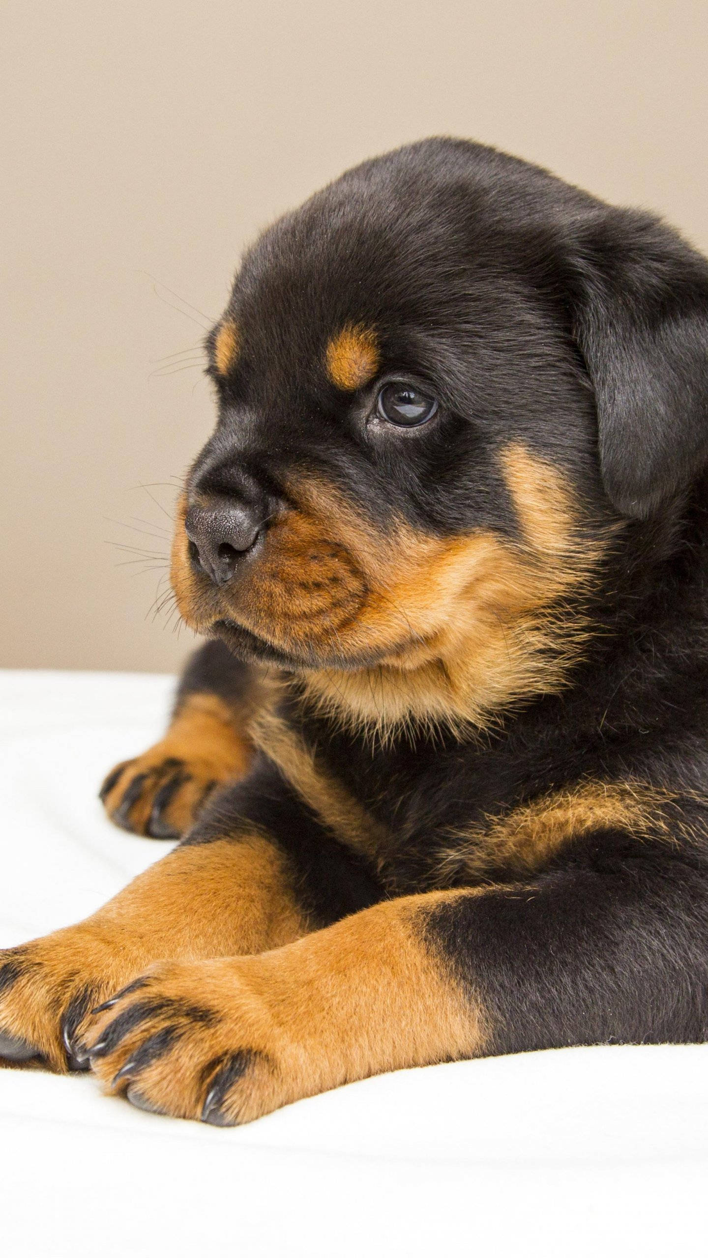 Rottweiler puppy, black and tan, white surface, 2K Phone Wallpaper
