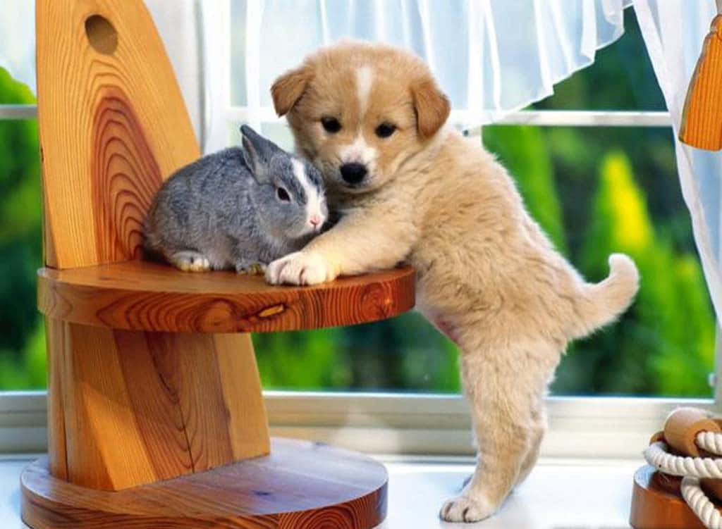 fluffy golden puppy, small wooden chair, gray and white rabbit, SD Desktop Wallpaper