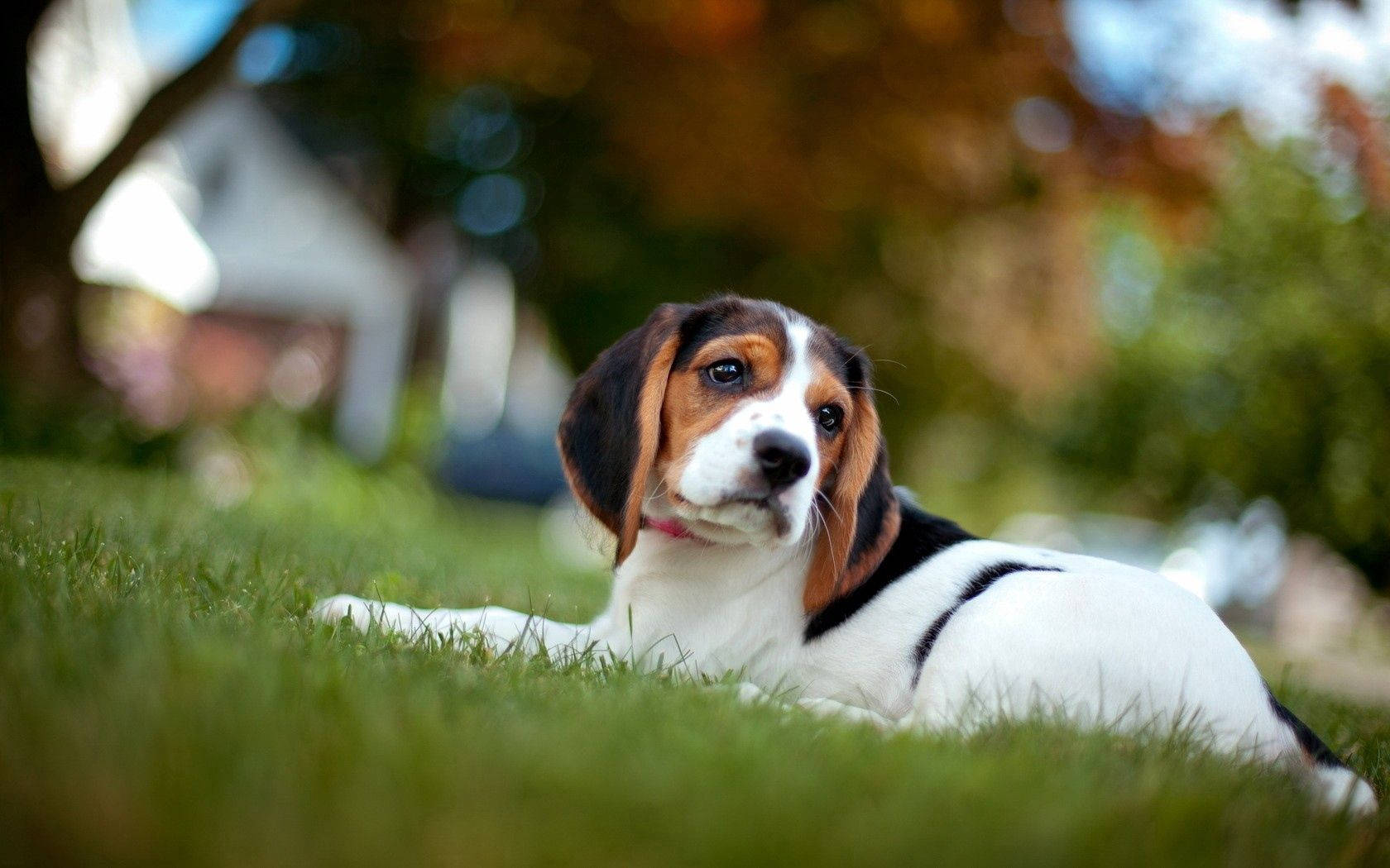 beagle puppy, brown and white fur, vibrant green grass, HD Desktop Wallpaper