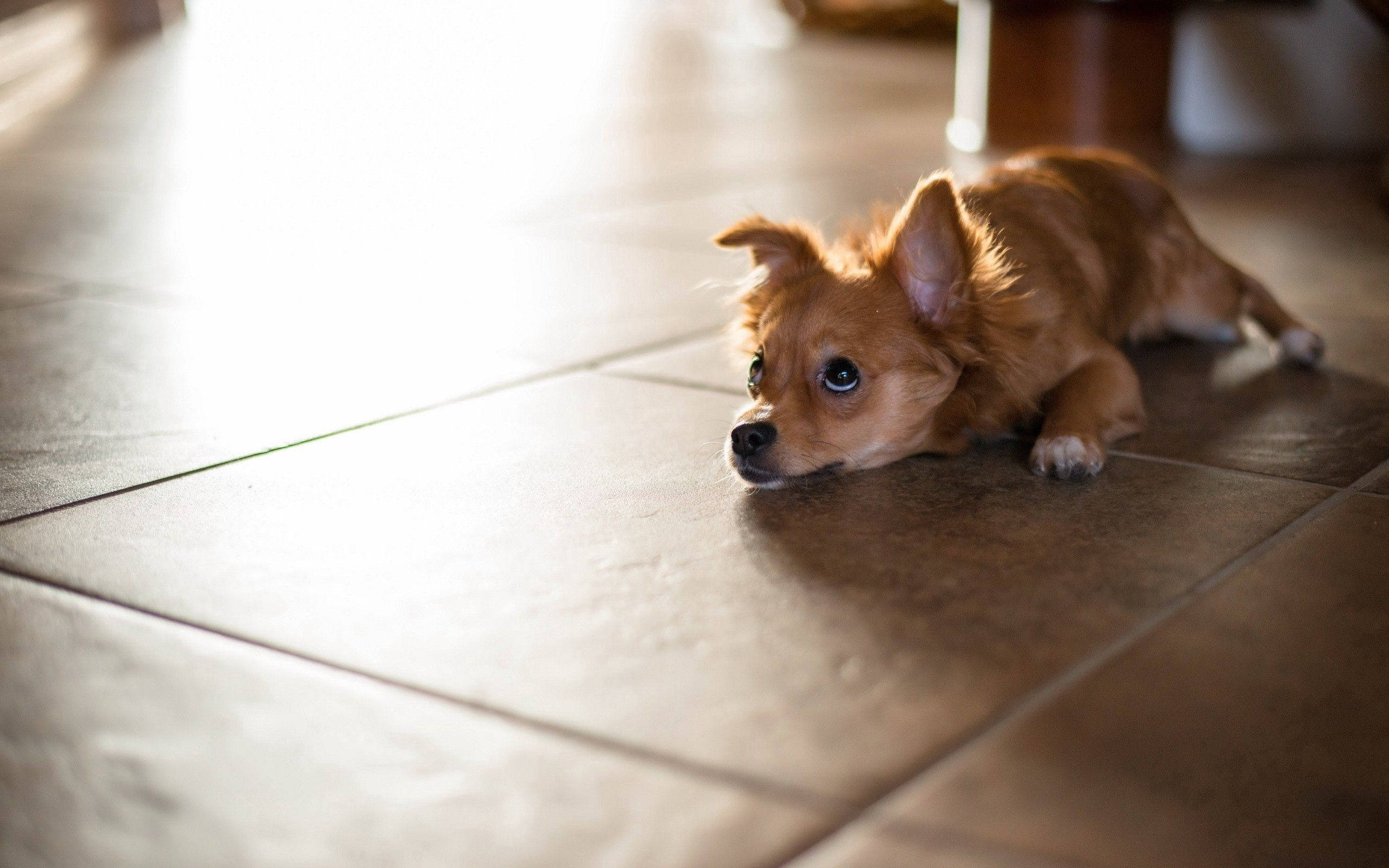 chihuahua, brown, sunlit, 2K Desktop Wallpaper