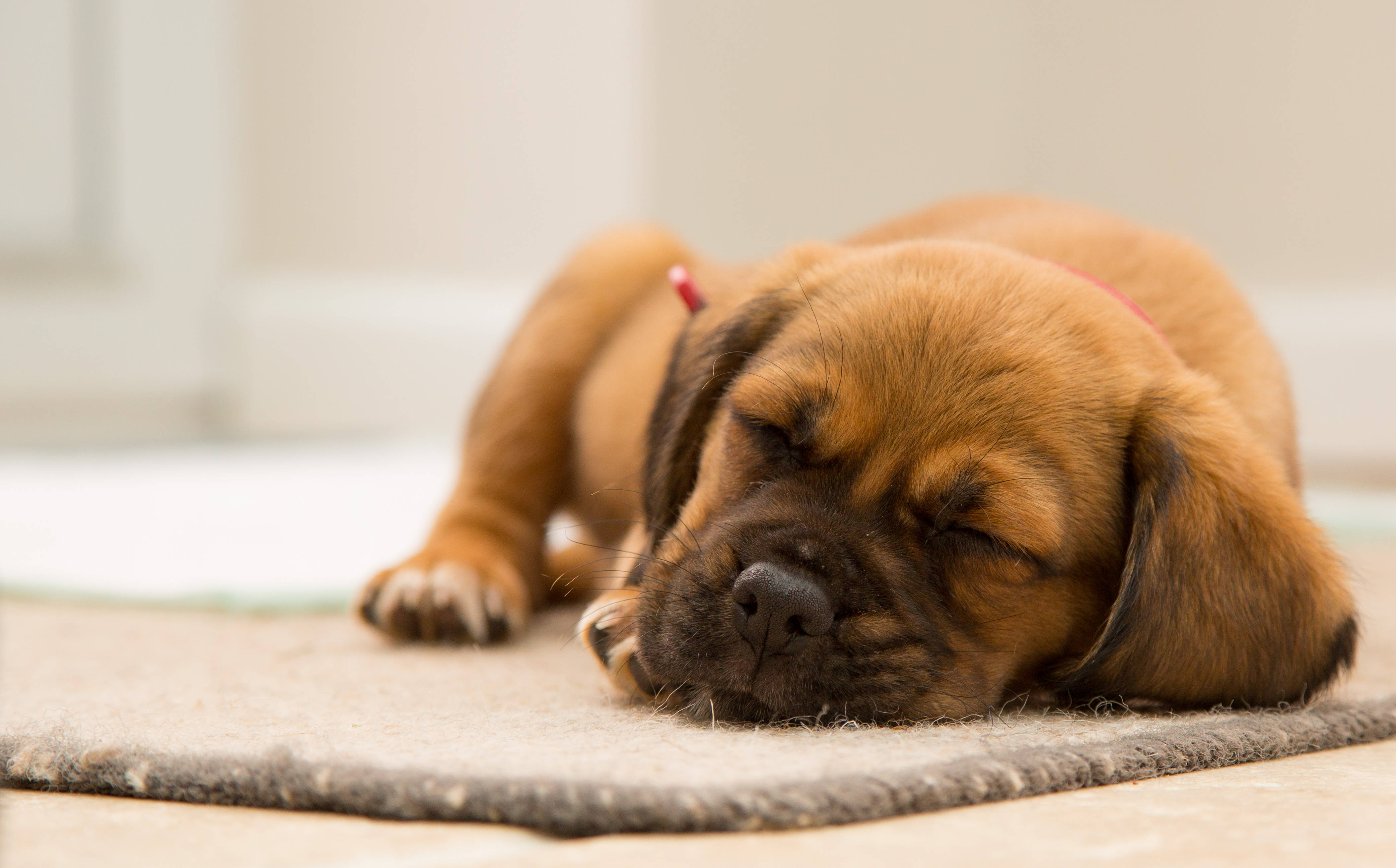 brown sleeping puppy, floppy ears, textured rug, 4K Desktop Wallpaper