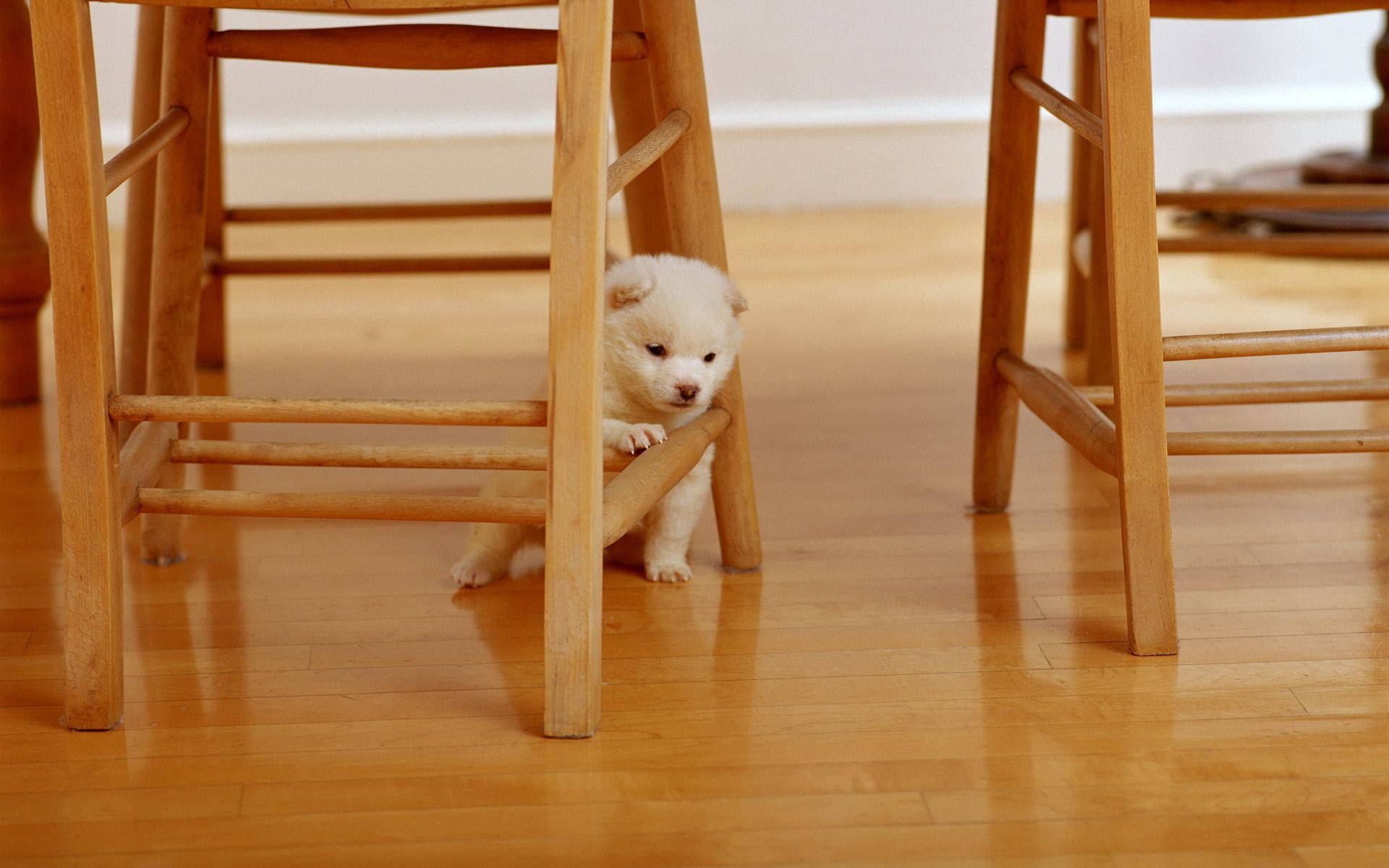 white puppy, wooden chair, warm hardwood floor, Full HD Desktop Wallpaper