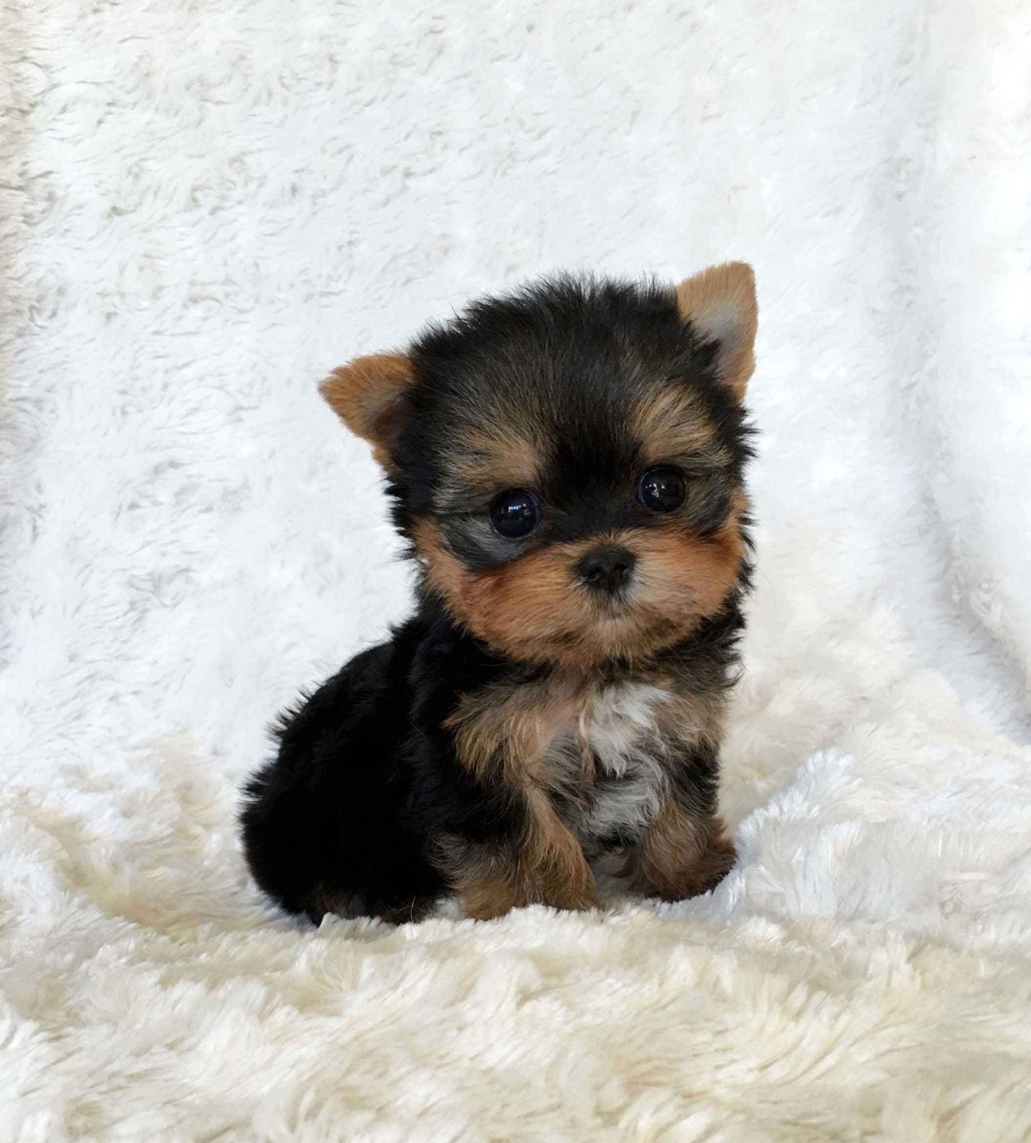 Yorkshire terrier, black and tan fur, fluffy white blanket, Full HD Phone Wallpaper