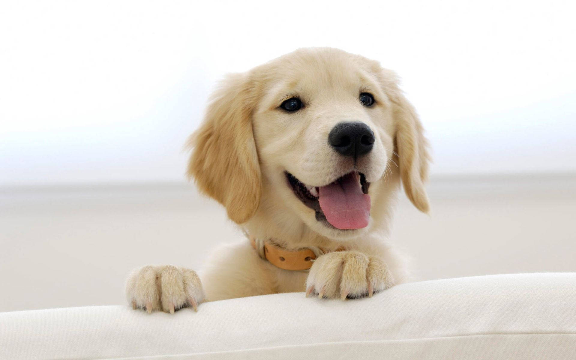 golden retriever puppy, floppy ears, pink tongue, Full HD Desktop Wallpaper