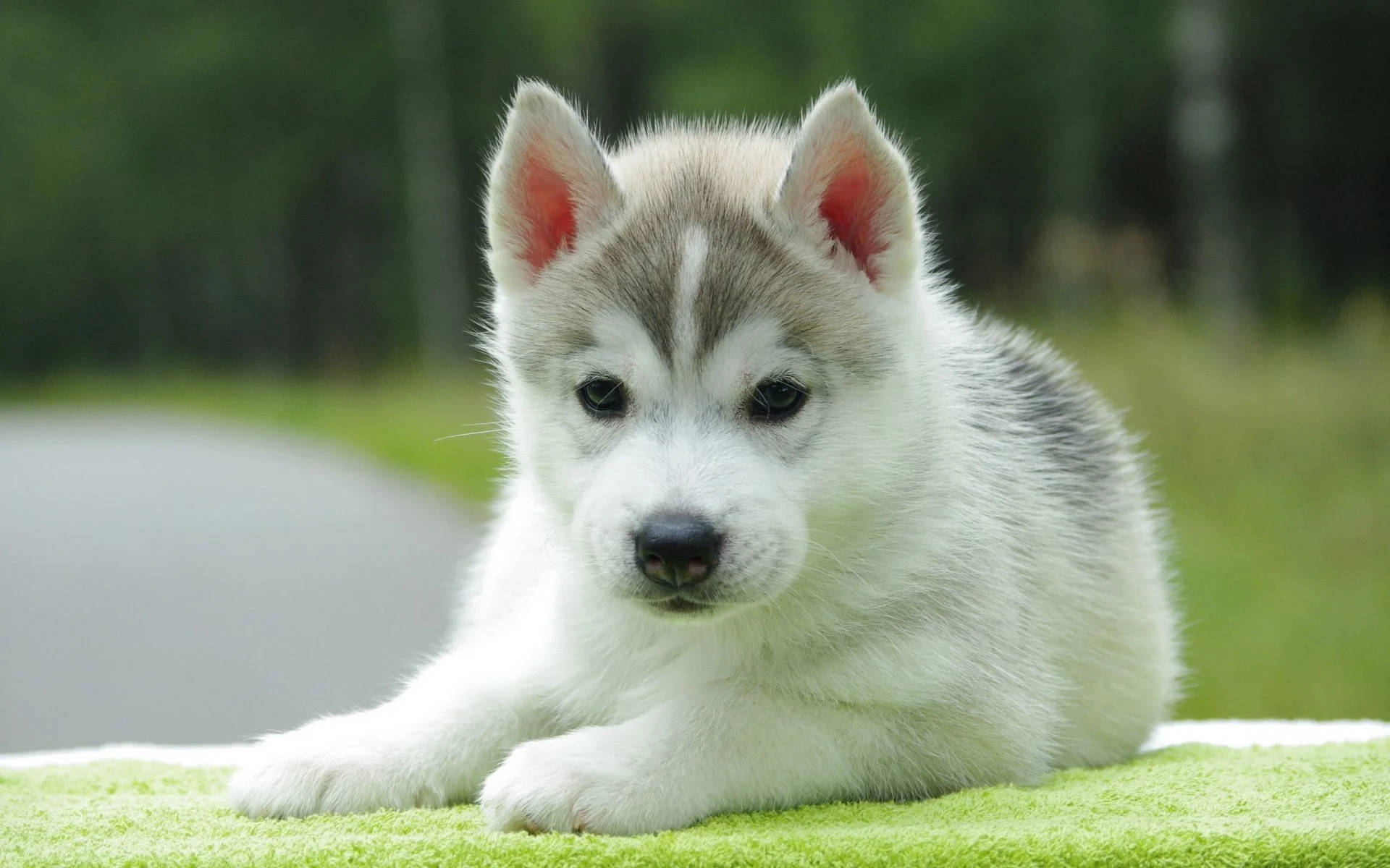 ash white husky puppy, blue eyes, bright green towel, Full HD Desktop Wallpaper