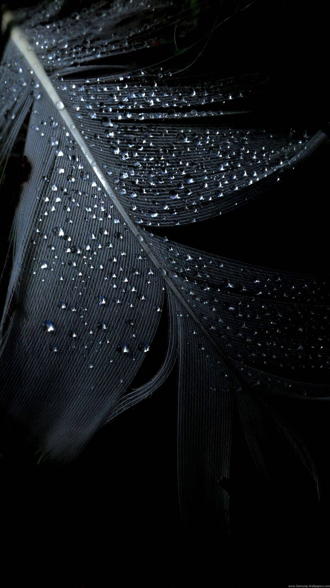 Macro Feather Pure Black HD Phone Screen, dark feather, dewdrops, Full HD Phone Wallpaper