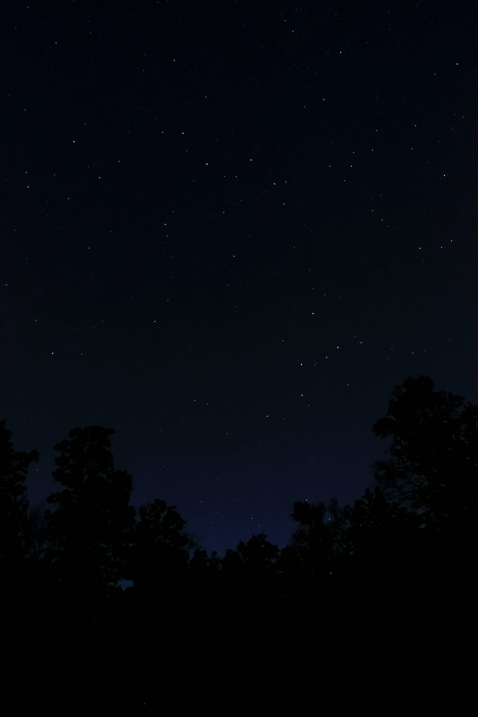 Silhouette Trees, Pure Black HD Phone, starry night sky, 2K Phone Wallpaper
