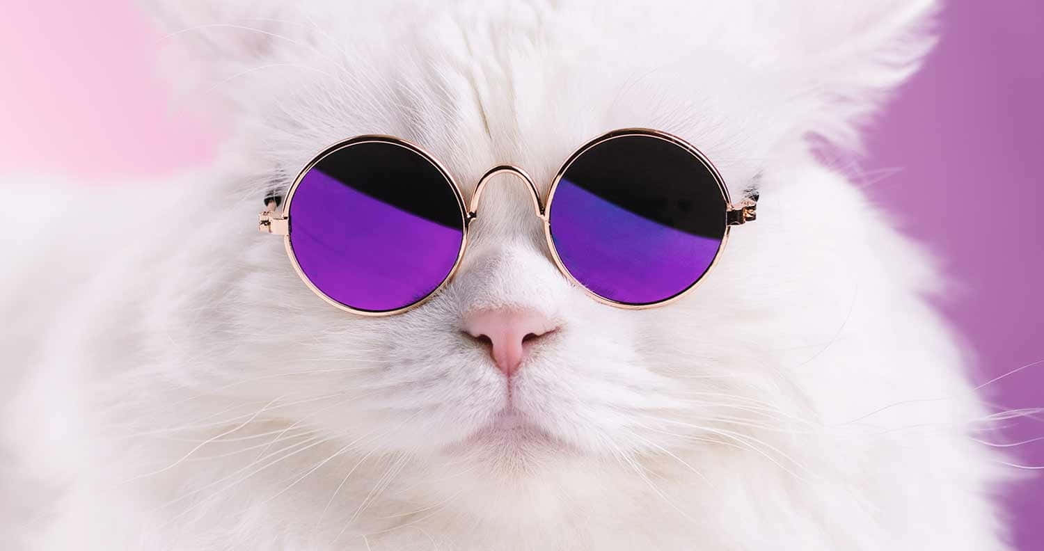 fluffy white cat, round purple sunglasses, soft pink and purple gradient background, HD Desktop Wallpaper