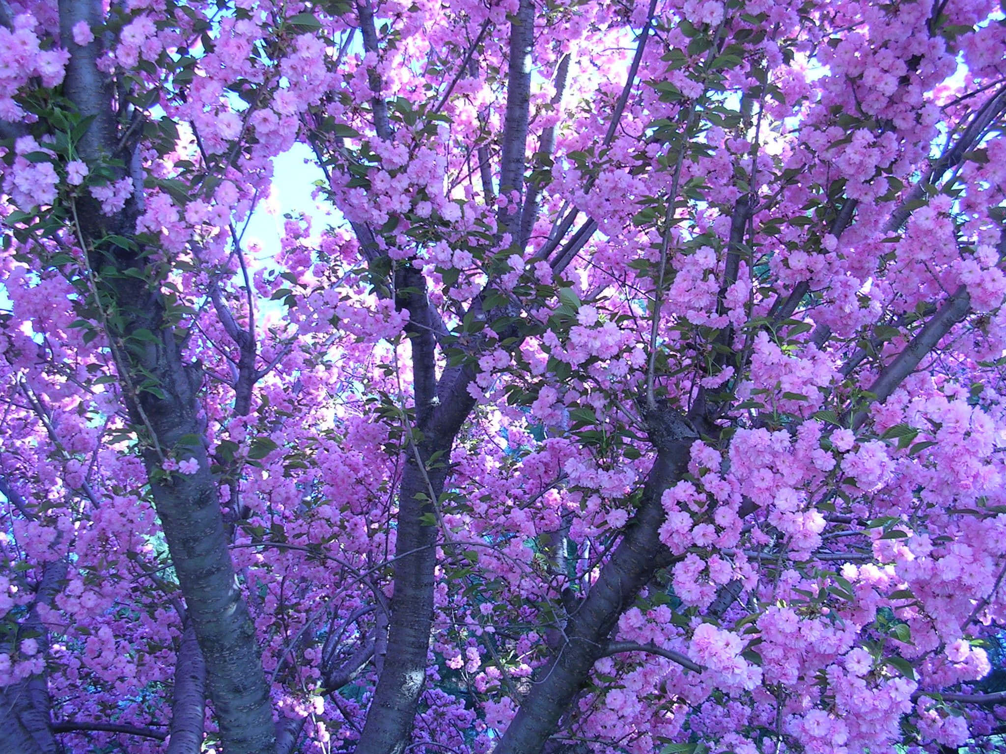 vibrant pink cherry blossoms, dark tree branches, bright sky, Full HD Desktop Wallpaper