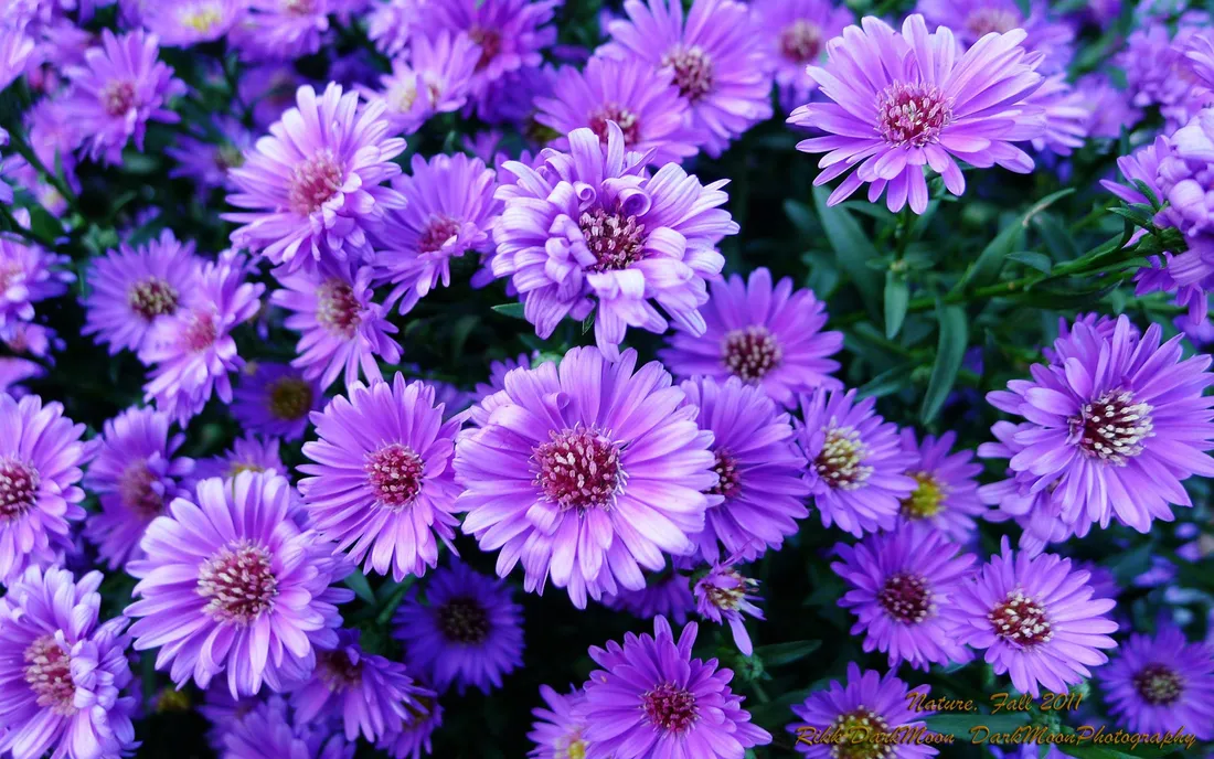 Purple Aesthetic iPhone