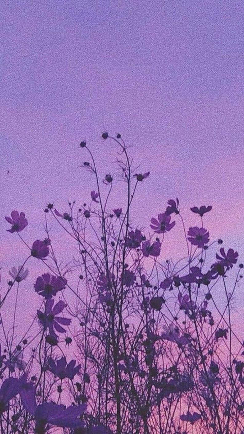 Purple cosmos, lavender and pink twilight sky, vintage purple, HD Phone Wallpaper