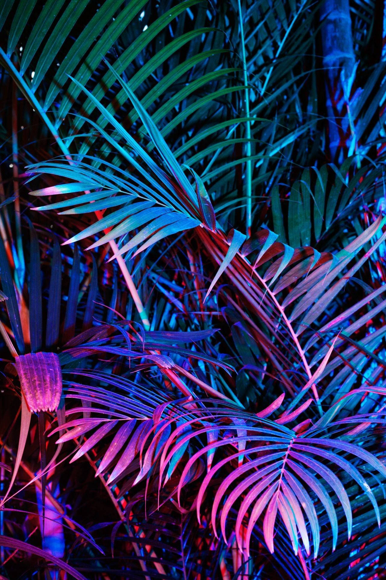 Palm Leaves, neon blue, pink, Full HD Phone Wallpaper