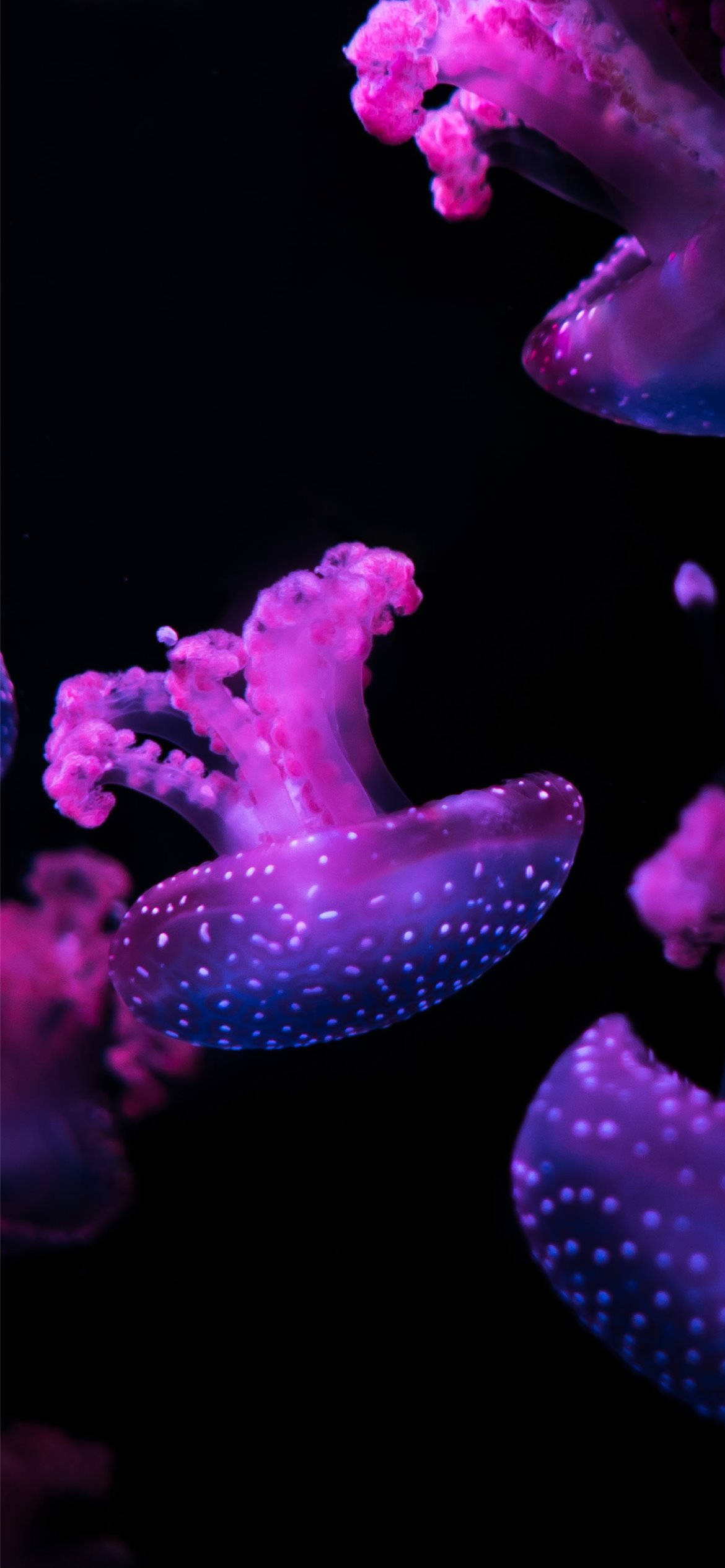 Purple Aesthetic Phone, jellyfish, glowing pink and purple, Full HD Phone Wallpaper