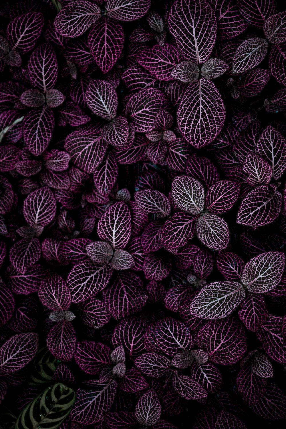 purple aesthetic phone, vibrant purple foliage, white vein patterns, HD Phone Wallpaper