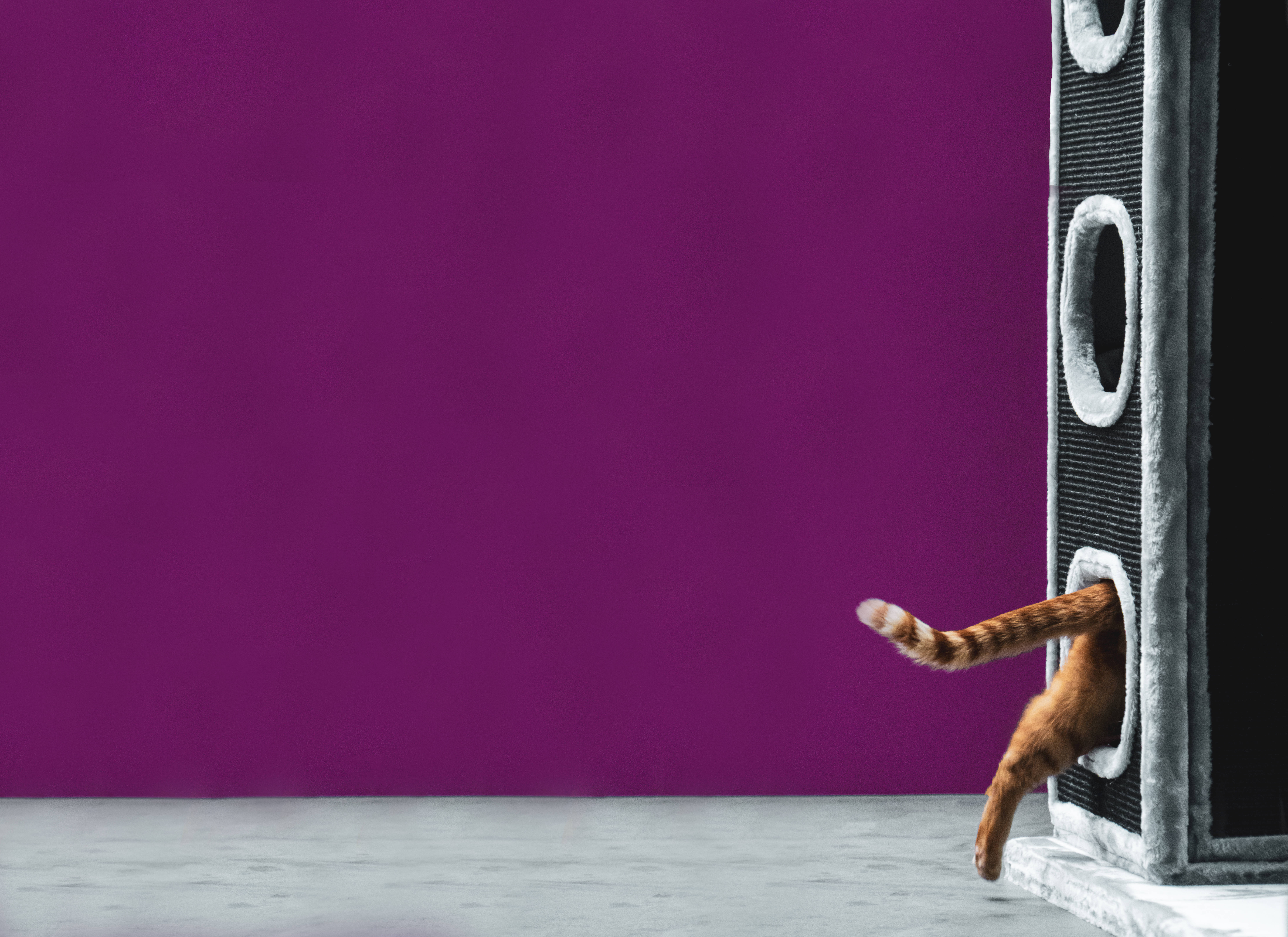 orange tabby cat, modern cat tree, bold purple wall, 8K Desktop Wallpaper