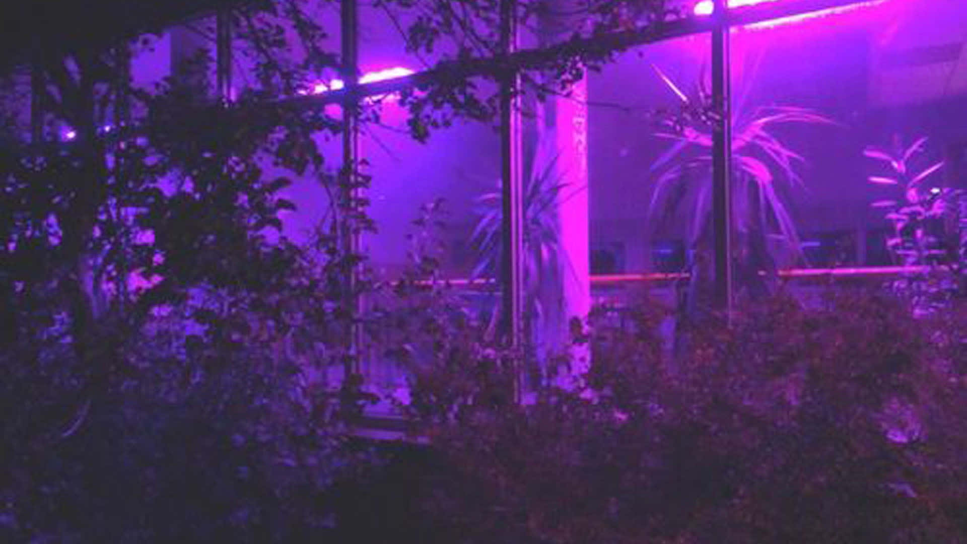 purple neon lights, glass panels, silhouetted foliage, Full HD Desktop Wallpaper