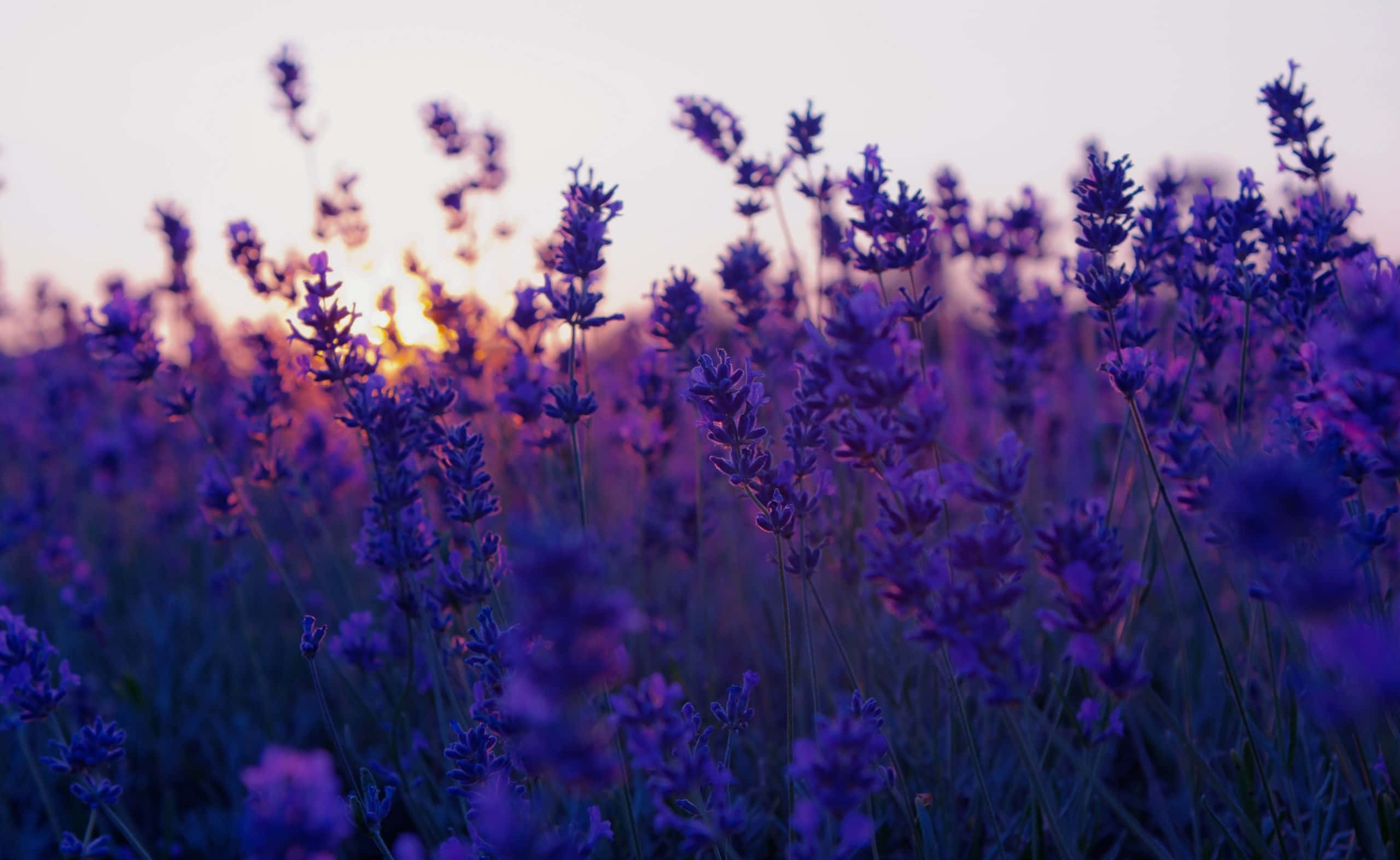 lavender blooms, sunset, warm golden light, 2K Desktop Wallpaper