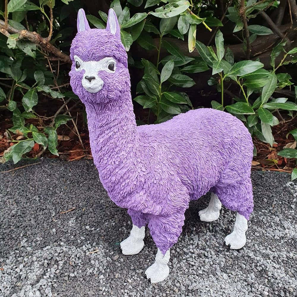 Purple Alpaca, vibrant purple, white face, SD Desktop Wallpaper
