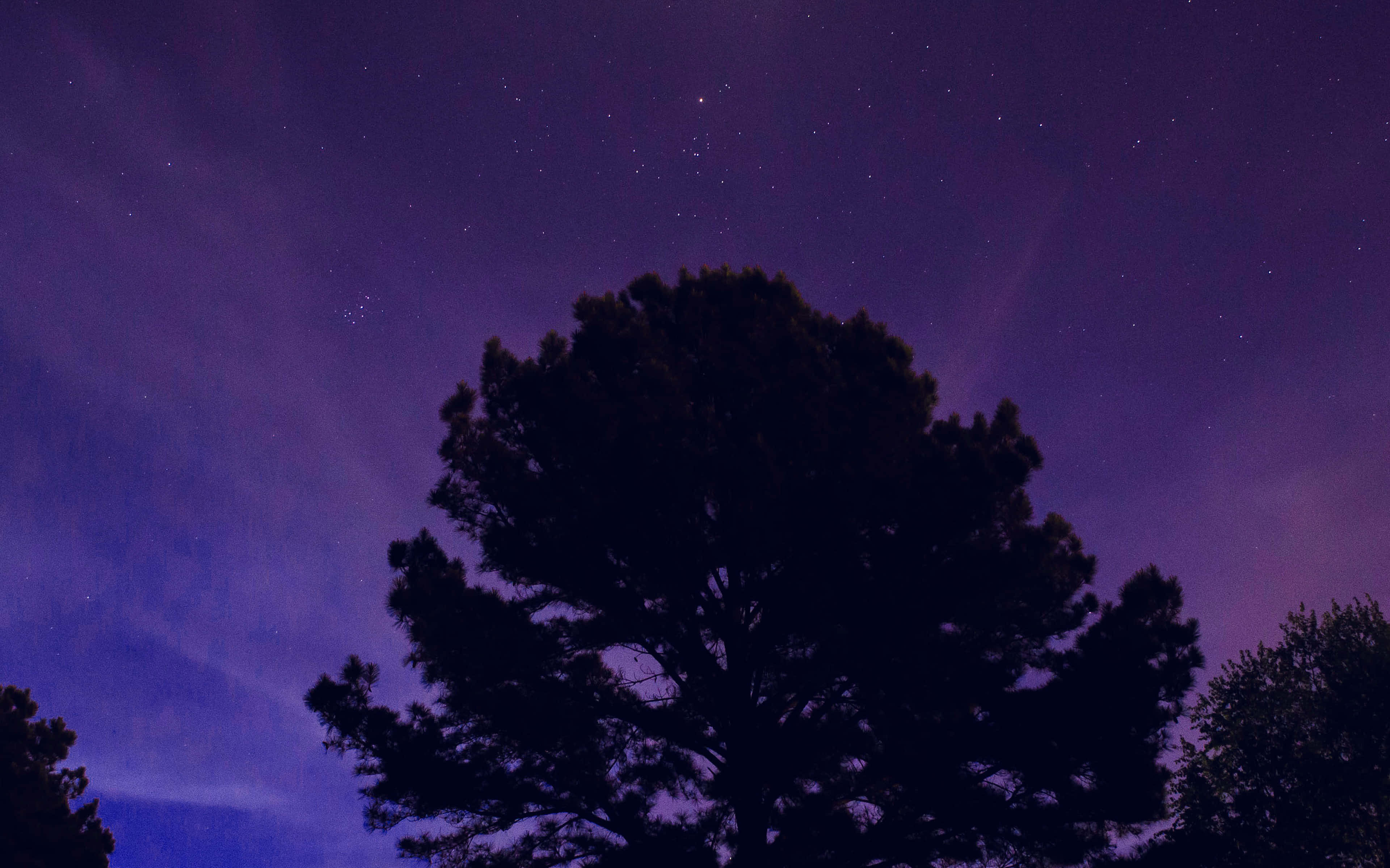 pine tree, vibrant purple night sky, stars, 4K Desktop Wallpaper