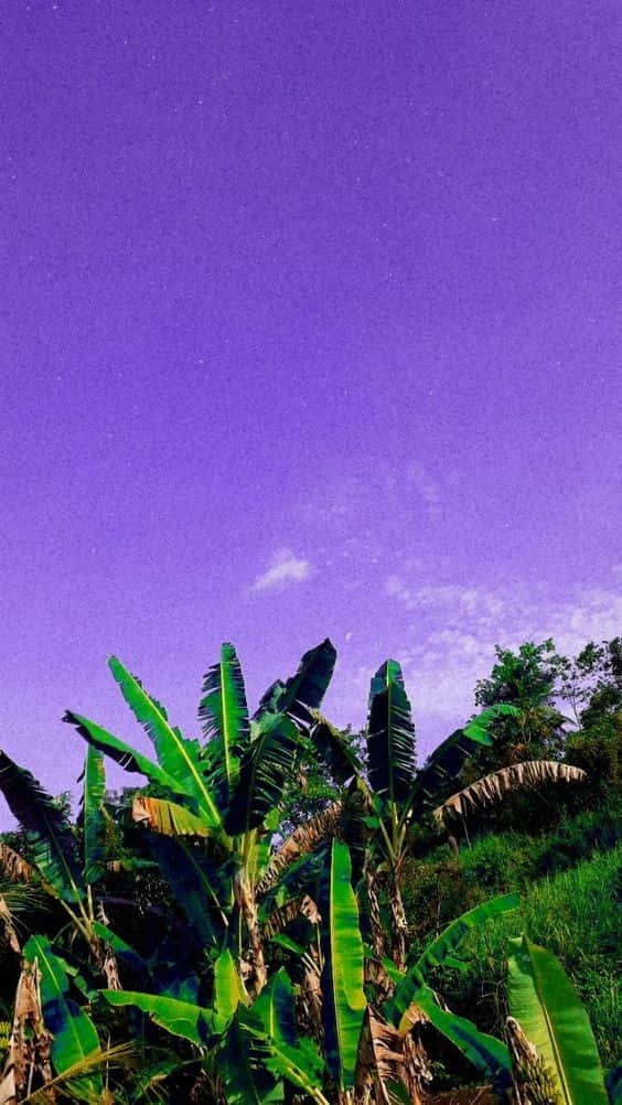 Tropical Night Sky Banana Leaves, deep purple twilight sky, vibrant green banana leaves, SD Phone Wallpaper