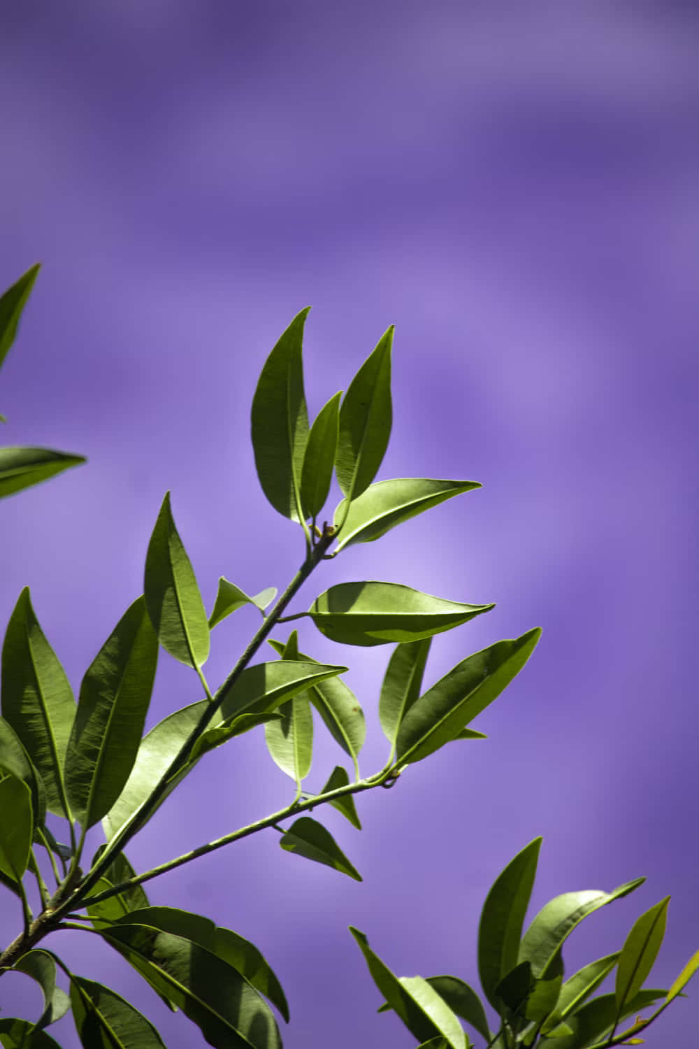 green leaves, tree branch, purple sky, HD Phone Wallpaper