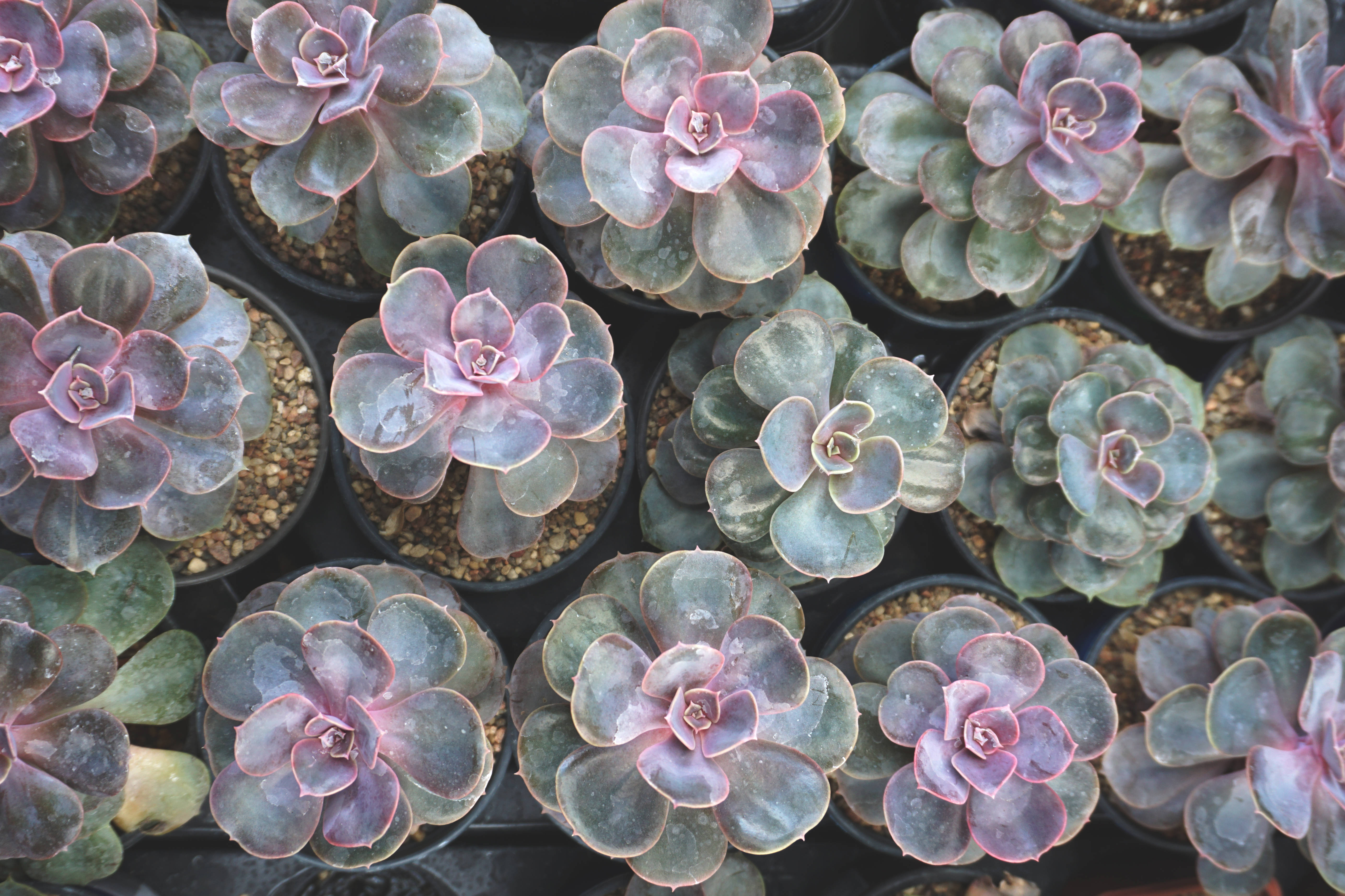 purple-pink edges, green centers, black pots, 5K Desktop Wallpaper