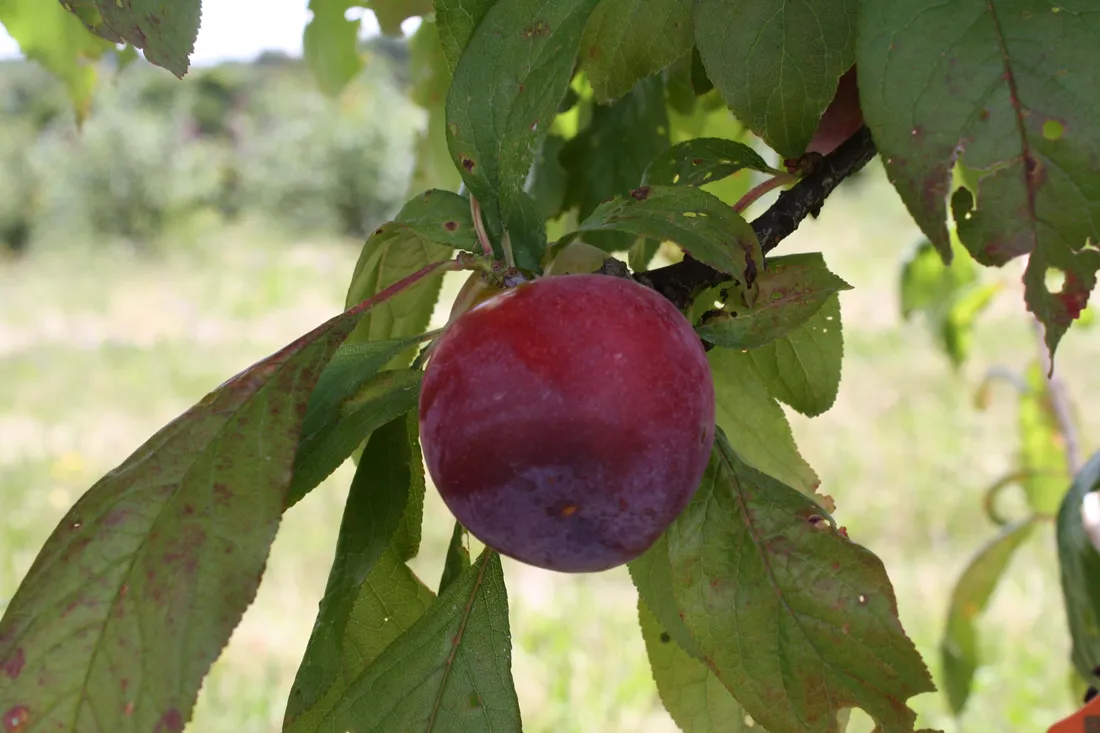 Purple Berries