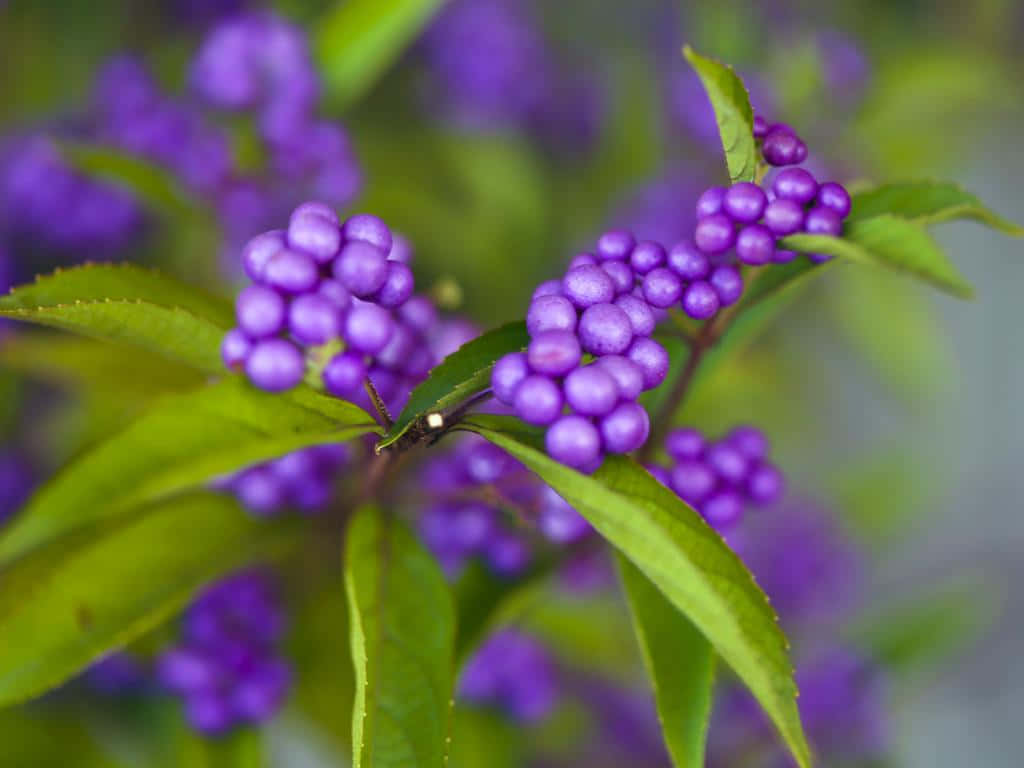 Purple Berries, vibrant purple berries, green stems, SD Desktop Wallpaper
