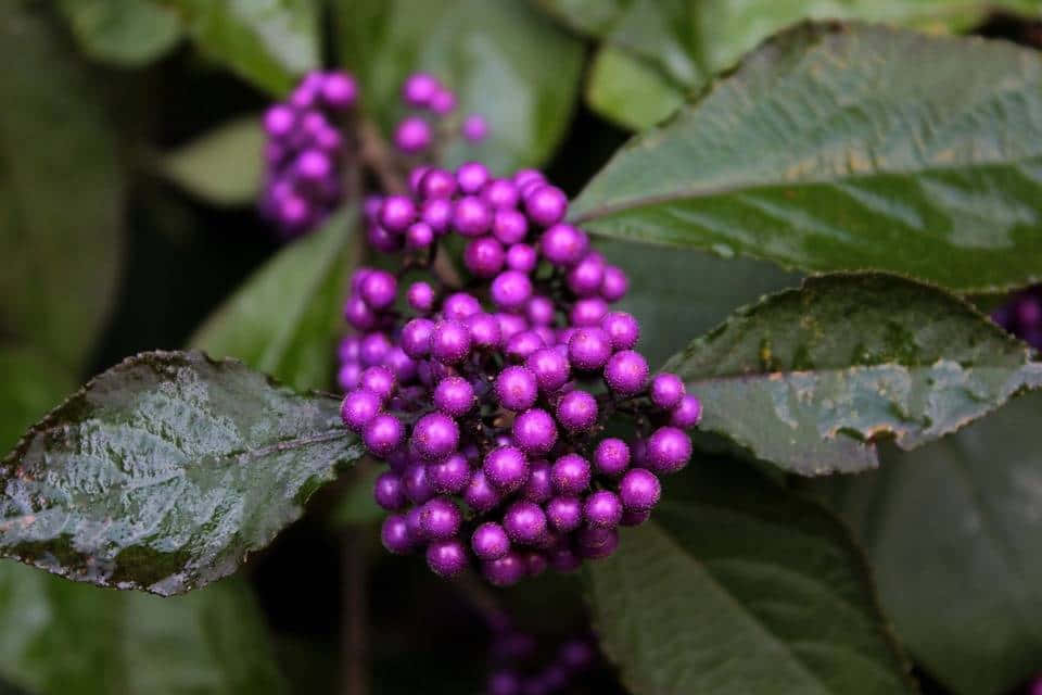 Purple Berries, vibrant purple berries, glossy green leaves, SD Desktop Wallpaper