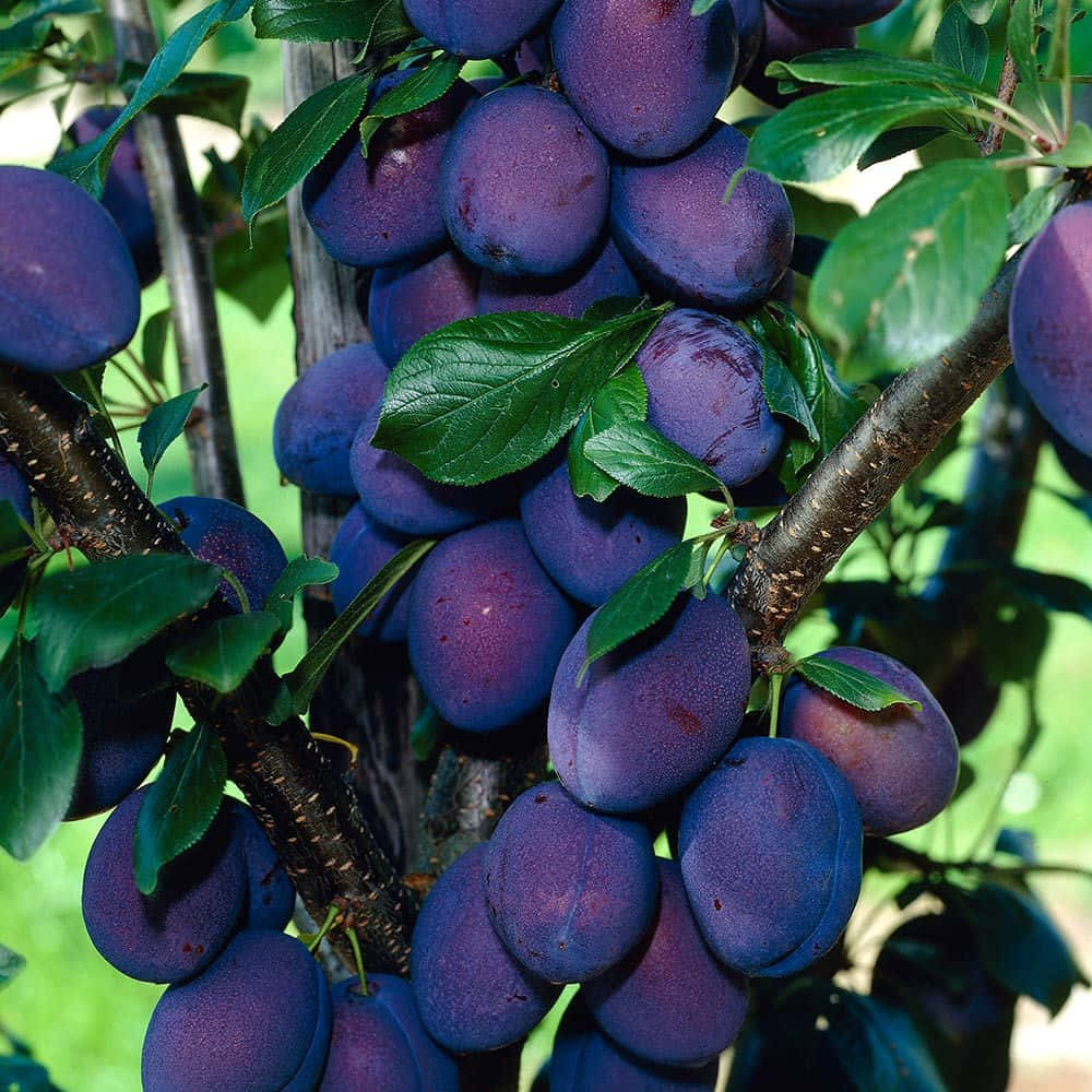 vibrant purple plums, wooden background, tree branch, SD Desktop Wallpaper