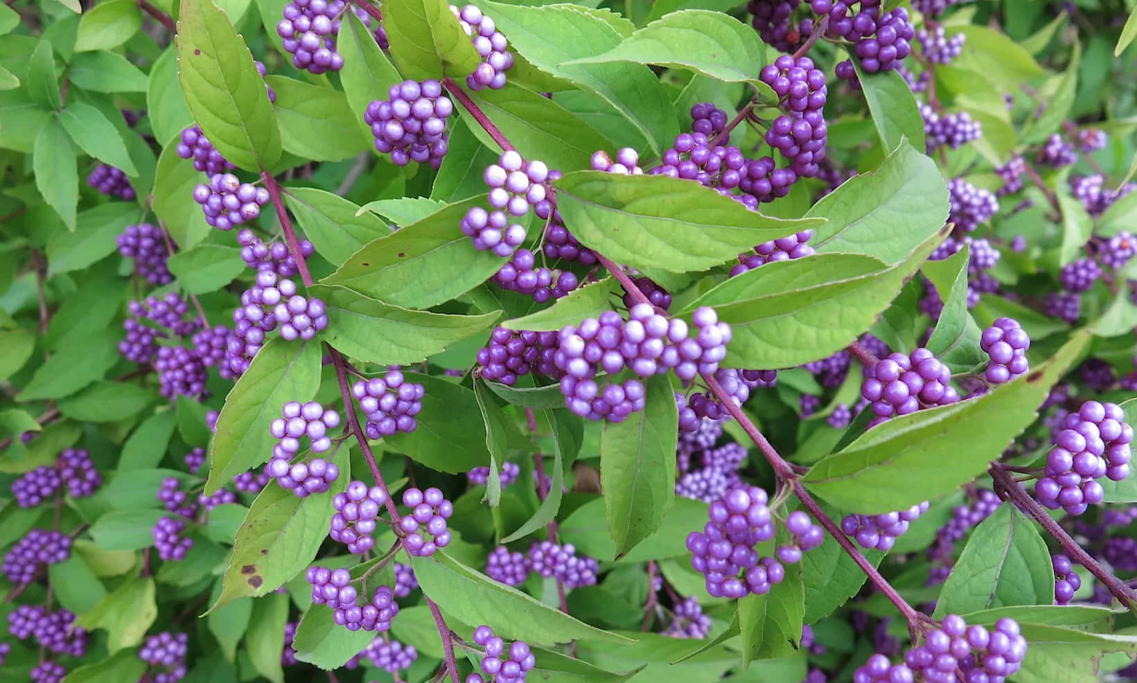 Purple Berries, vibrant purple berries, lush green leaves, HD Desktop Wallpaper