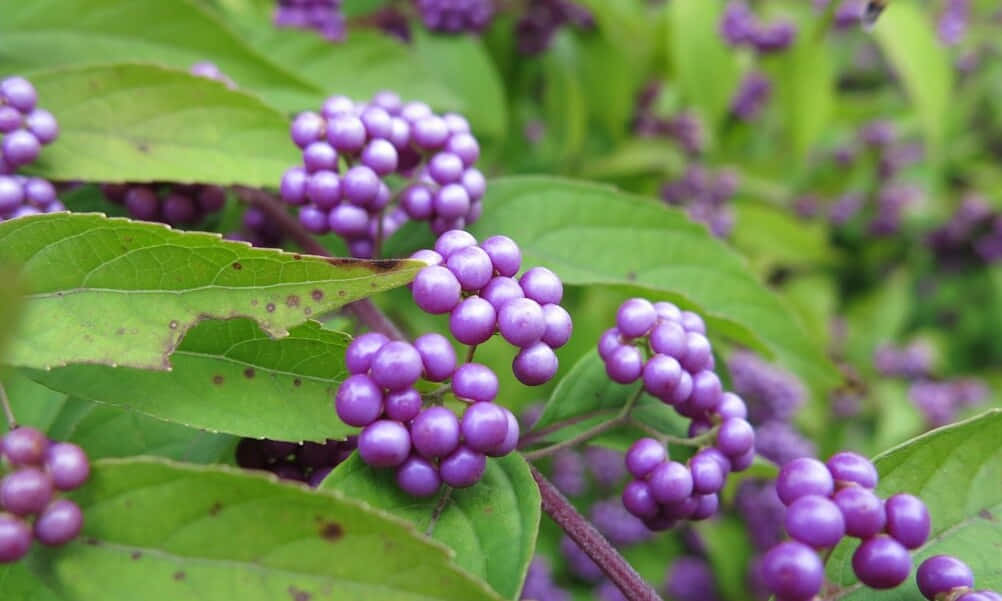 Purple Berries, vibrant purple berries, green leaves, SD Desktop Wallpaper