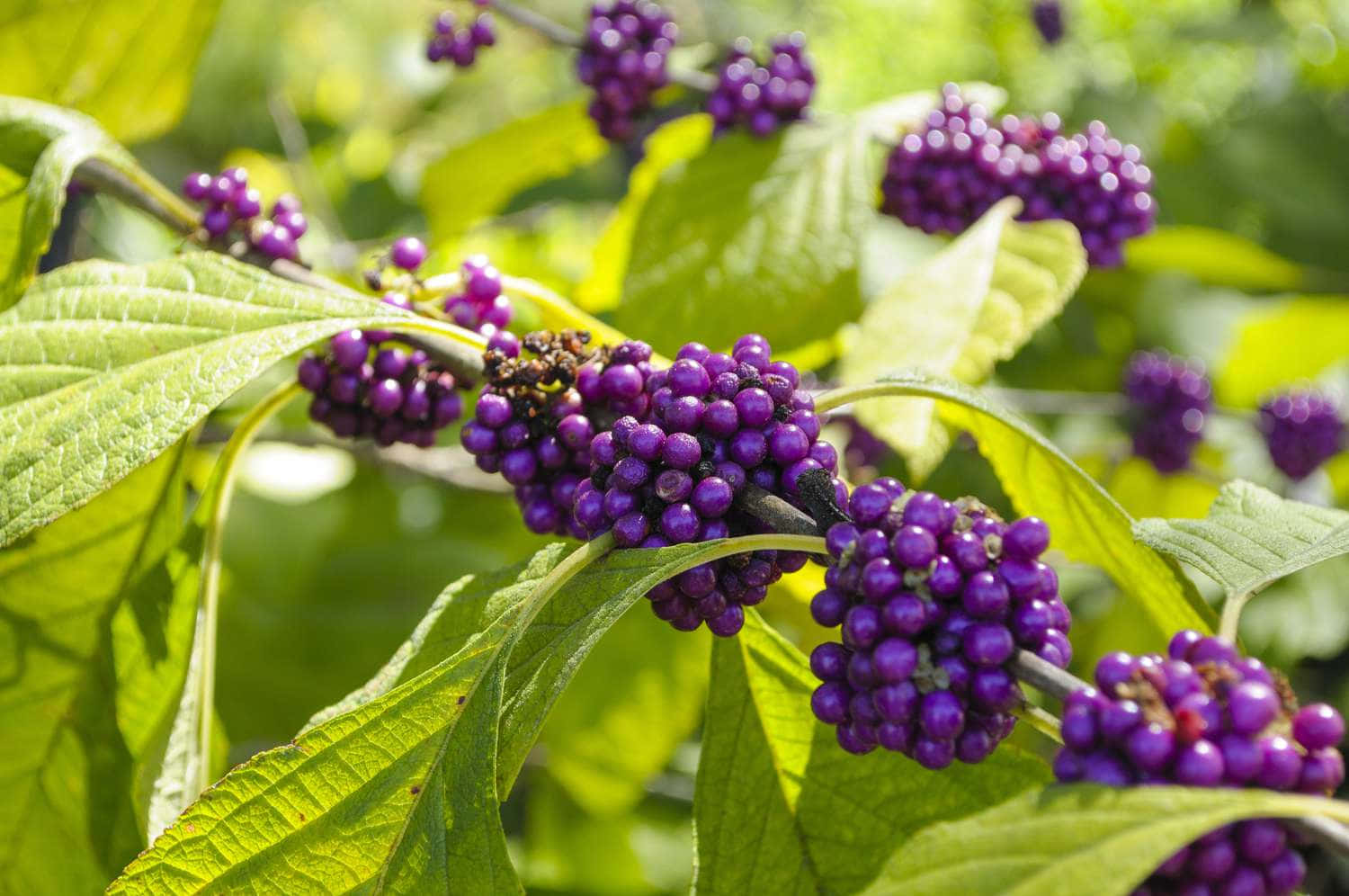 Purple Berries, vibrant purple berries, branch, HD Desktop Wallpaper
