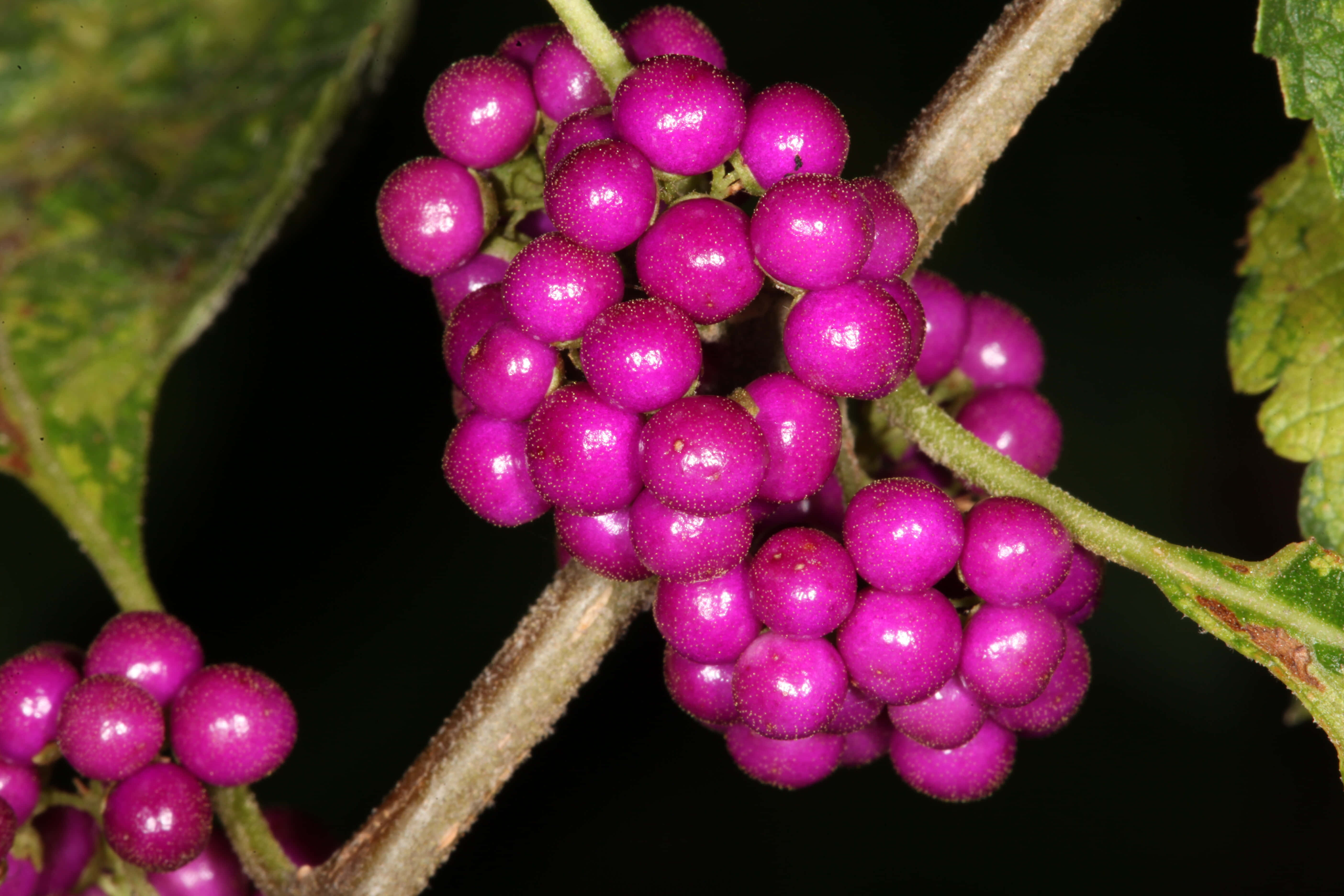 purple berries, magenta berries, branch, 5K Desktop Wallpaper