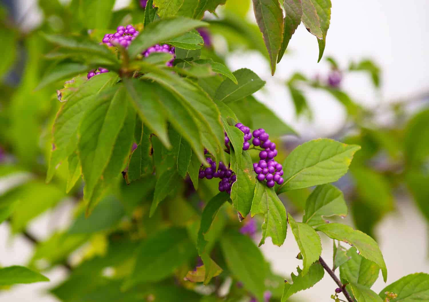 purple berries, lush green leaves, soft-focus natural setting, HD Desktop Wallpaper
