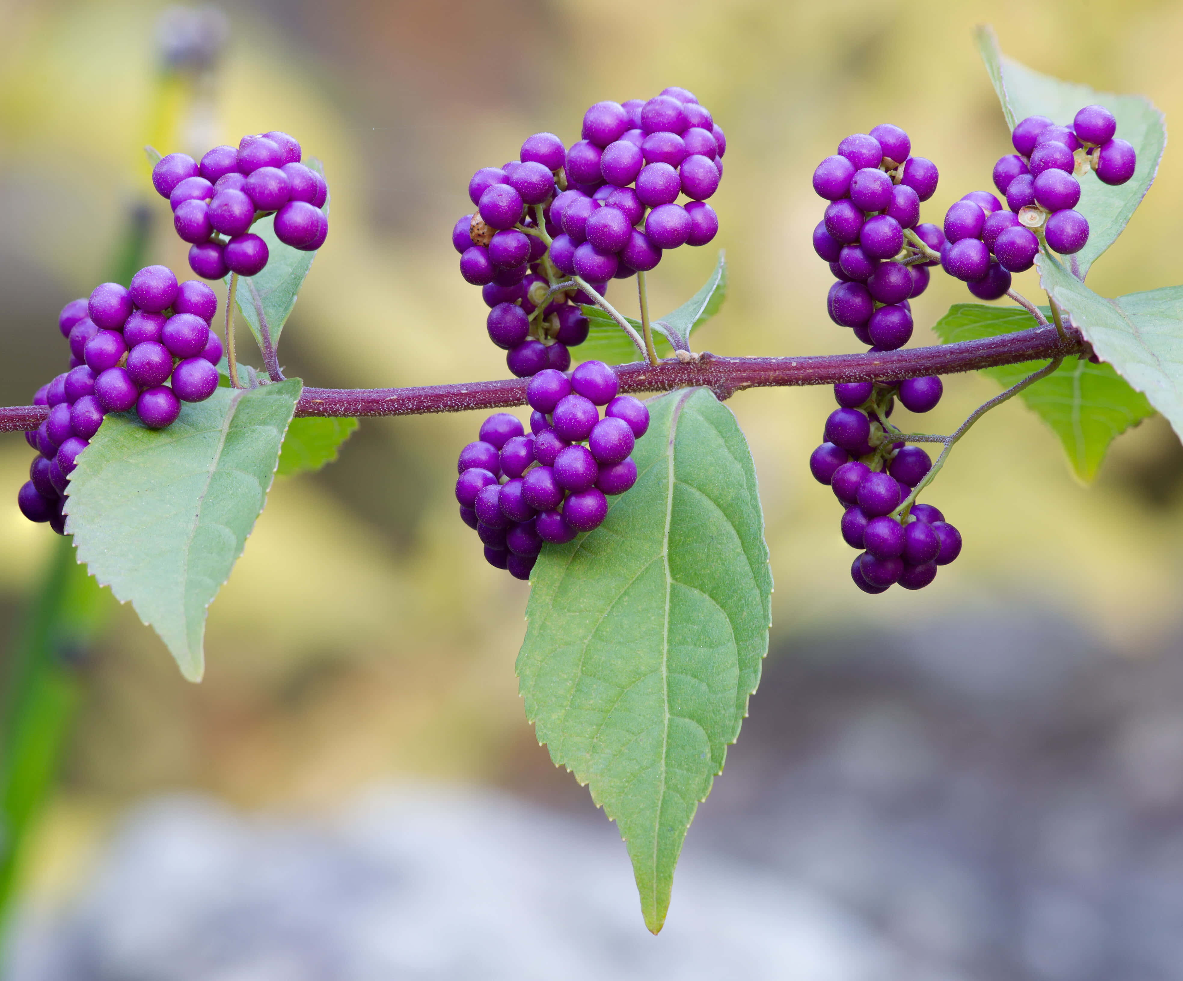 purple berries, plump and juicy purple berries, stem with green leaves, 4K Desktop Wallpaper