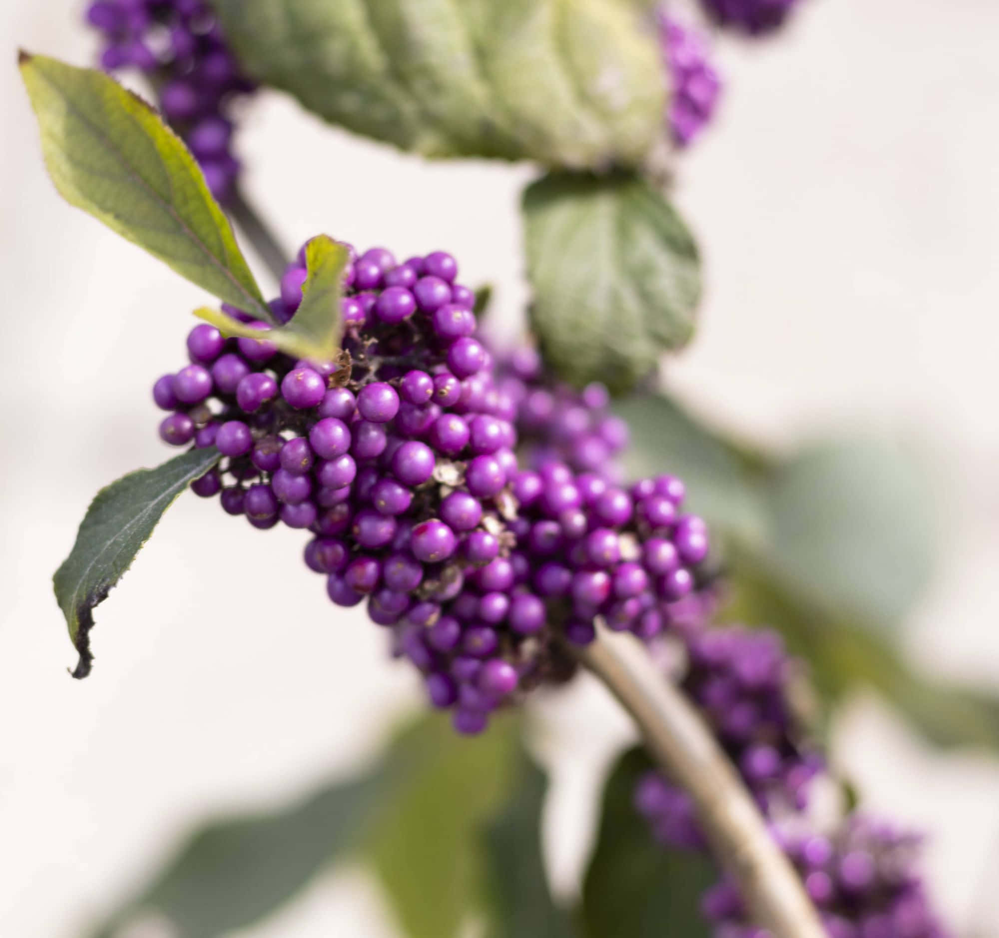 purple berries, branch, green leaves, Full HD Desktop Wallpaper
