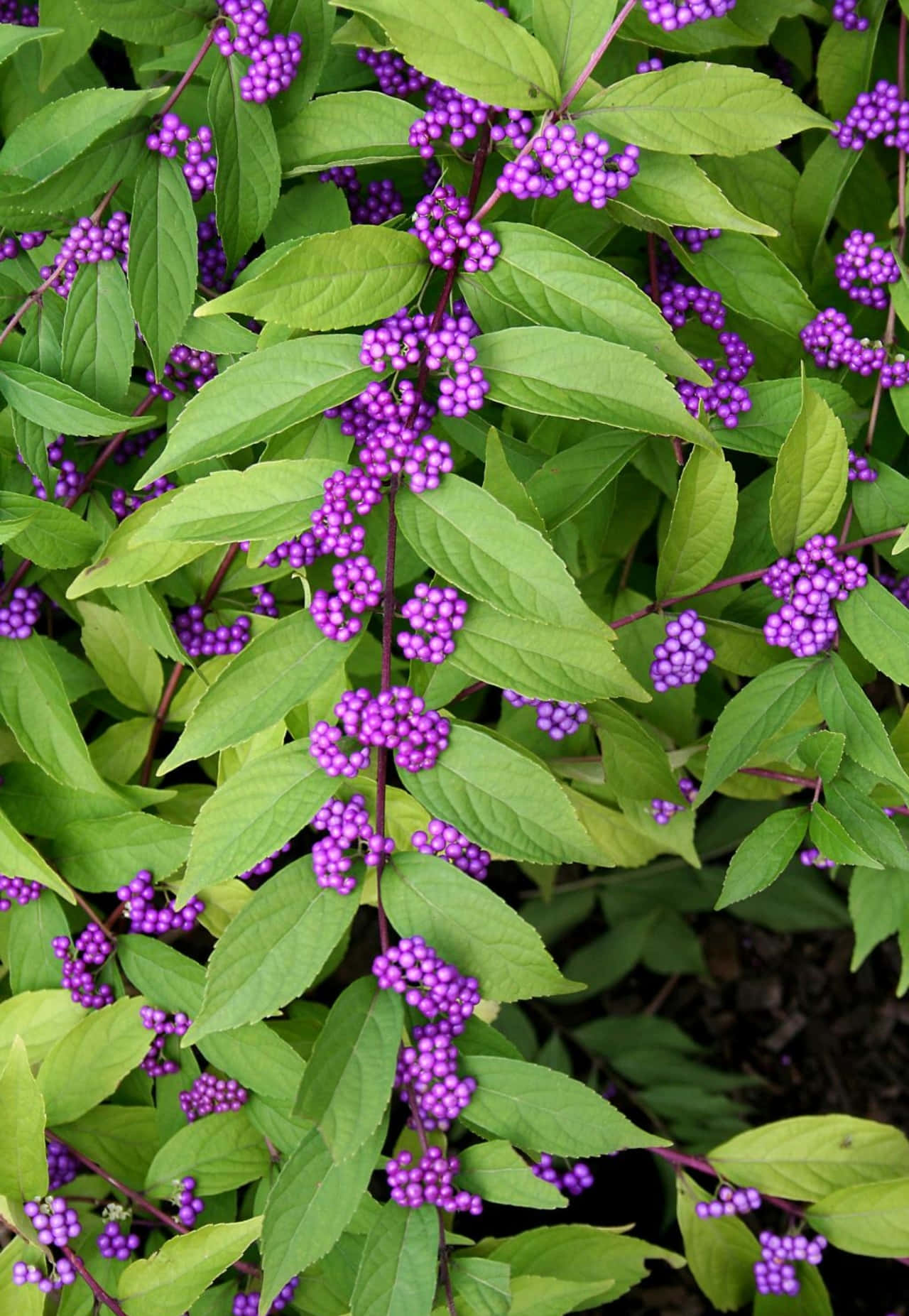 Purple Berries, vibrant purple berries, lush green leaves, HD Phone Wallpaper