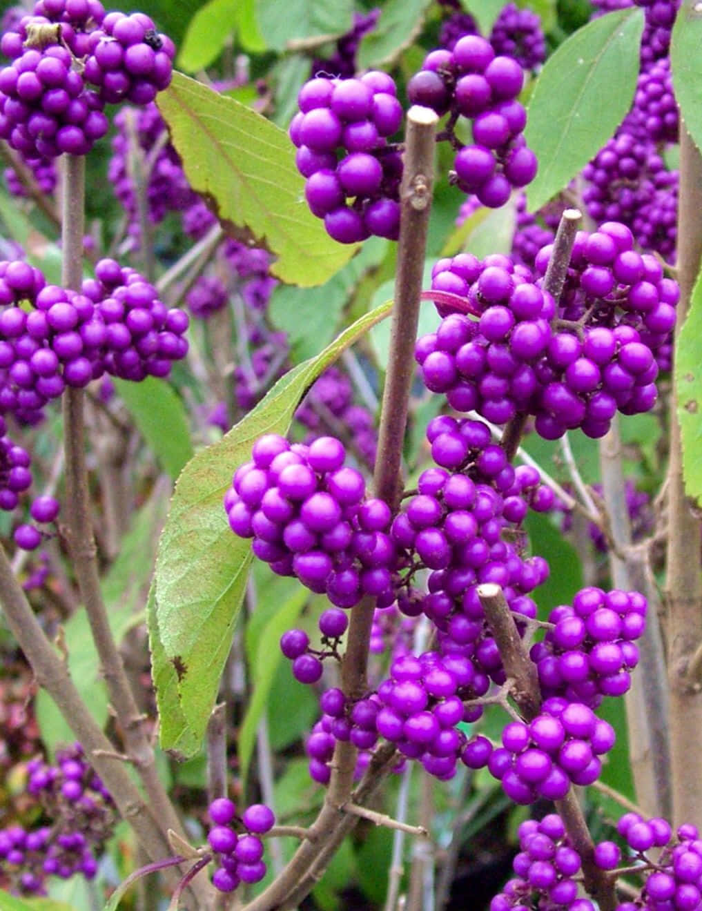 Purple Berries, vivid purple berries, green leaves, HD Phone Wallpaper