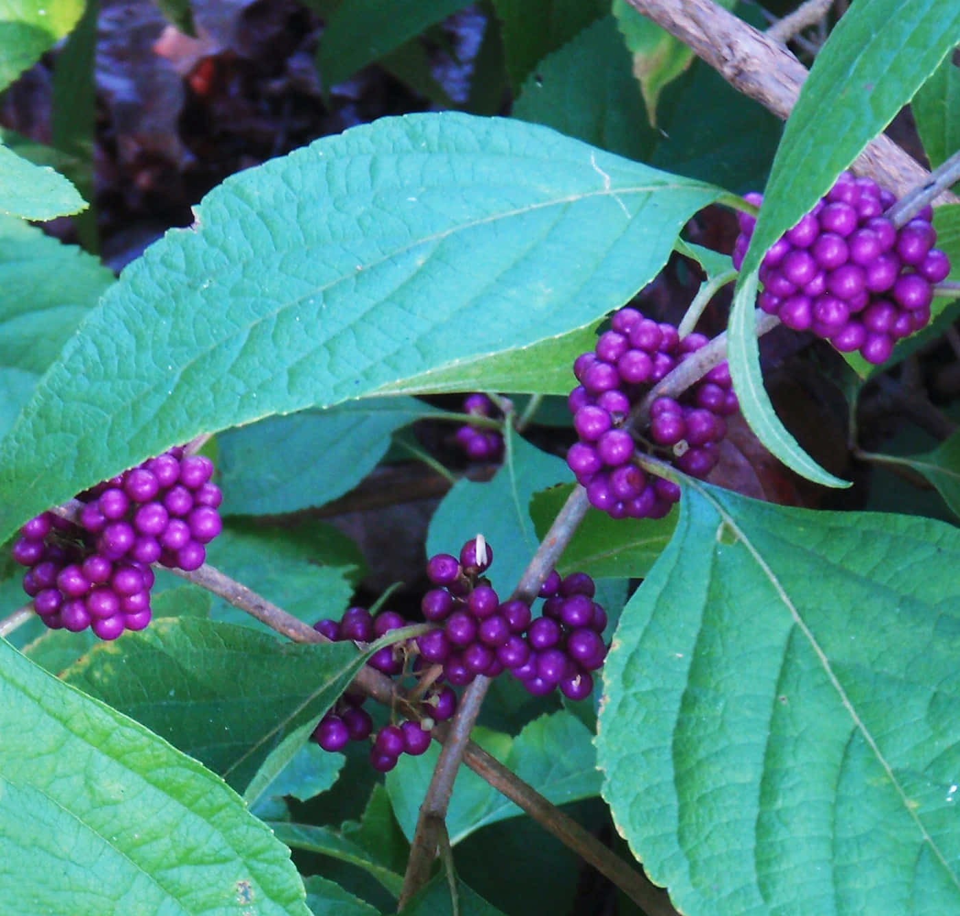Purple Berries, vibrant purple berries, branches, HD Desktop Wallpaper