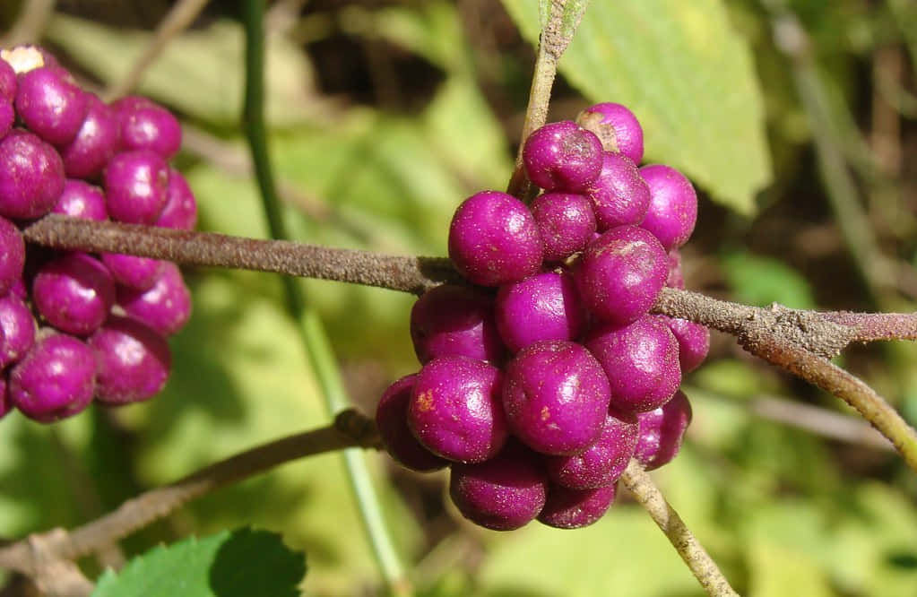 Purple Berries, woody stem, soft green leaves, SD Desktop Wallpaper