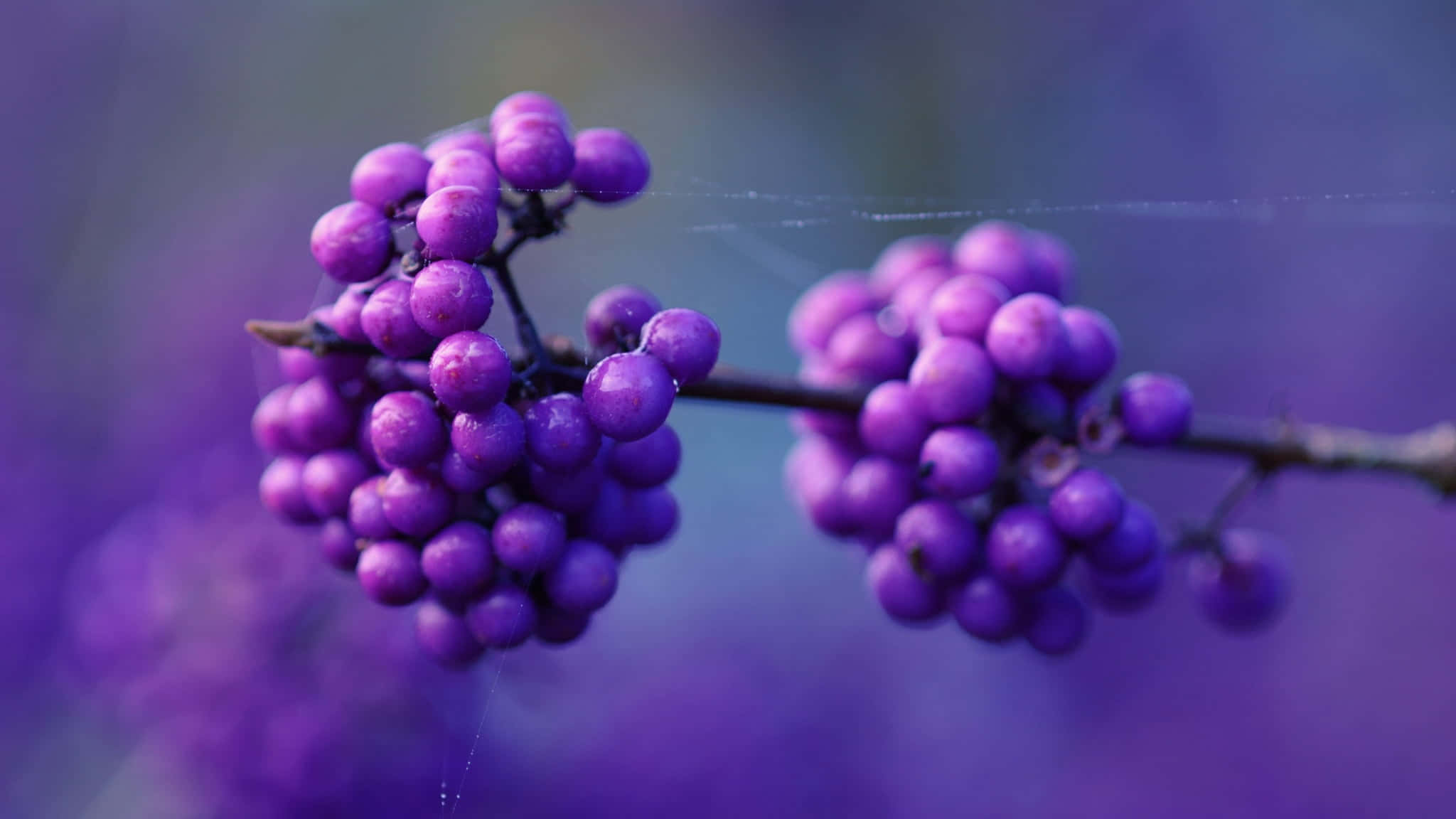 purple berries, vibrant purple berries, dew, Full HD Desktop Wallpaper