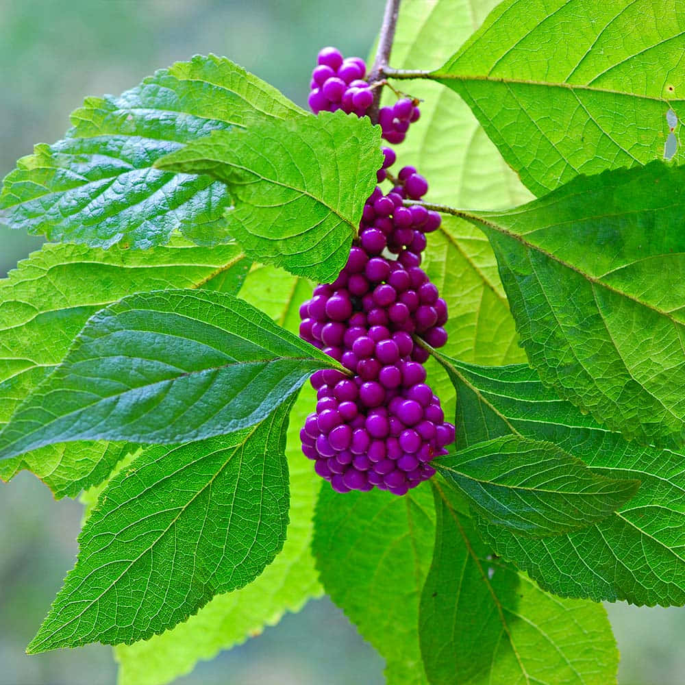 purple berries, branch, lush green leaves, SD Desktop Wallpaper