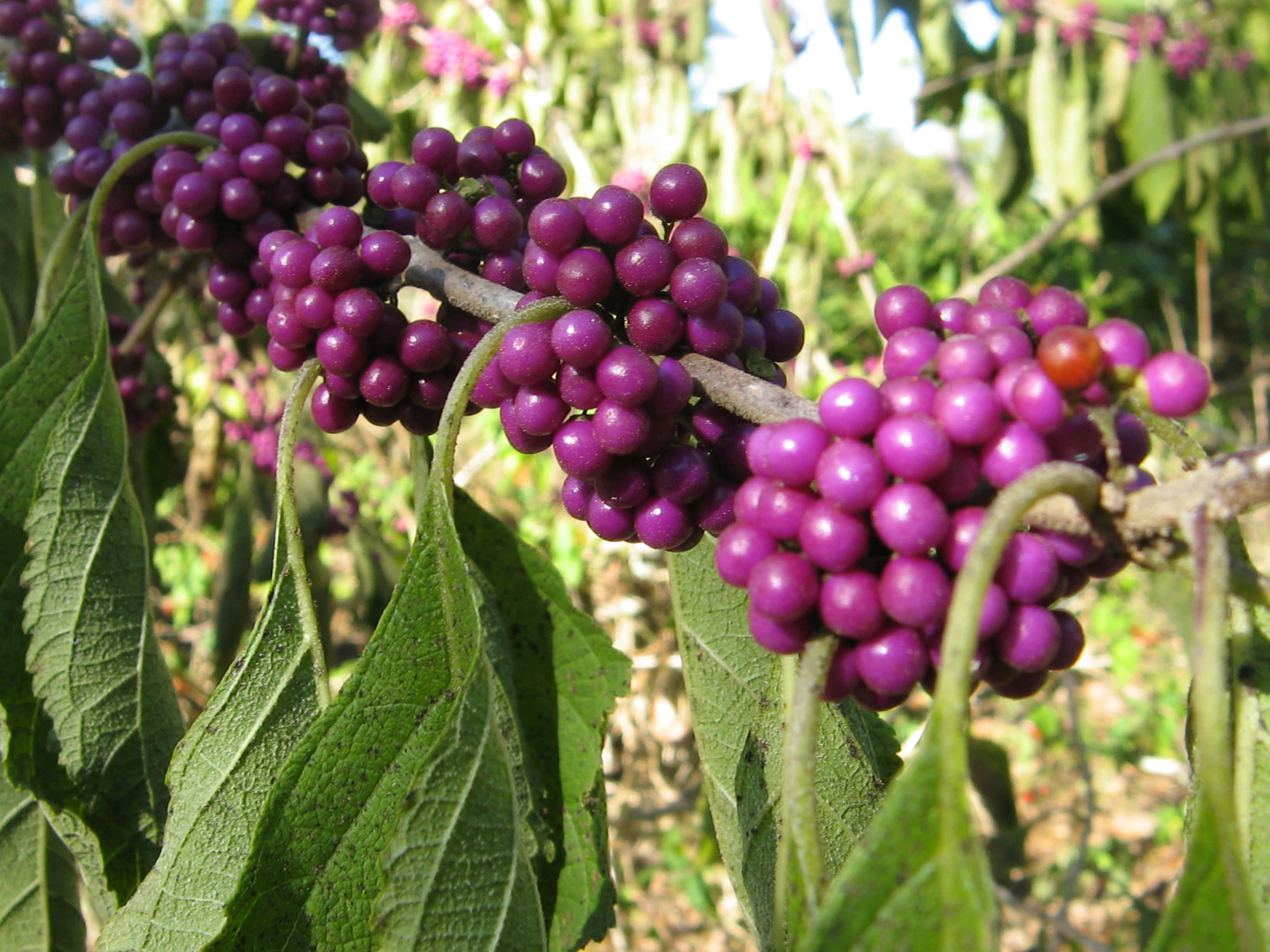 Purple Berries, basket, branch, 2K Desktop Wallpaper