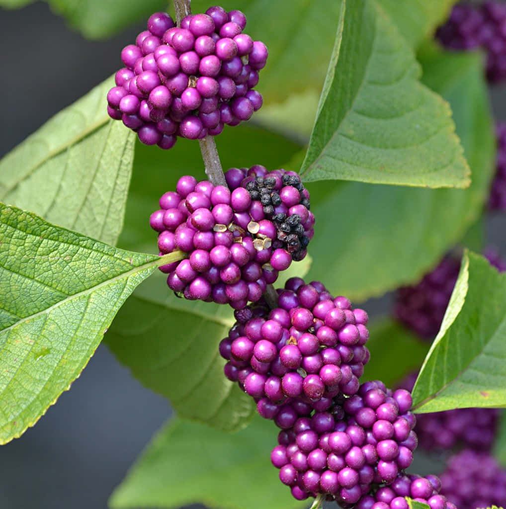 Purple Berries, 1018 x 1024 wallpaper, vibrant purple berries, SD Phone Wallpaper