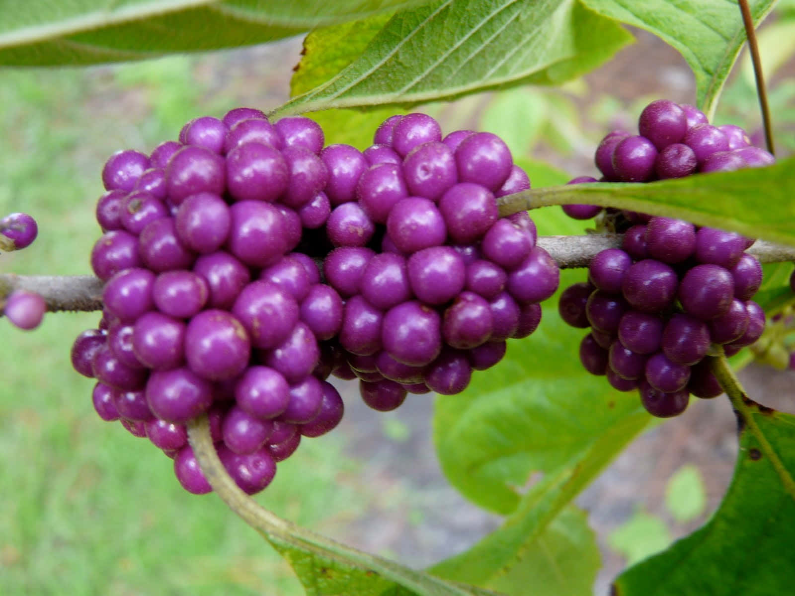 Purple Berries, glossy purple berries, branch, HD Desktop Wallpaper